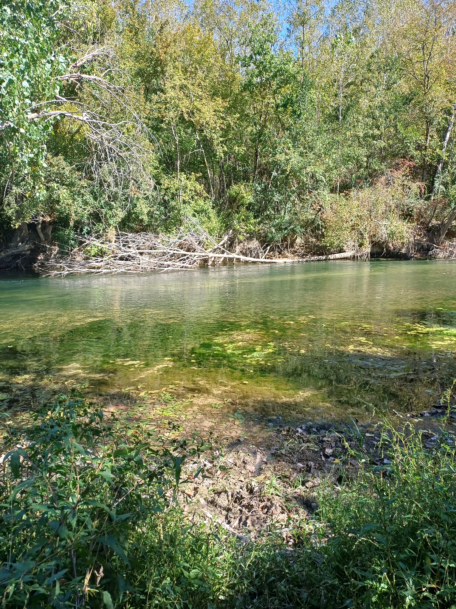 This image depicts a tranquil river scene on a sunny day. The water is clear and shallow, revealing a sandy bottom dotted with aquatic plants. The riverbanks are densely lined with lush green foliage and trees, some of which have begun to change color, indicating it might be early autumn. Several fallen branches lie scattered along the river, some partially submerged in the water. The sky above is a clear, bright blue. The scene suggests a natural, unpopulated area, likely a park or a secluded natural reserve within the vicinity of Torcy-le-Petit, France. There are no people or animals visible in the image.