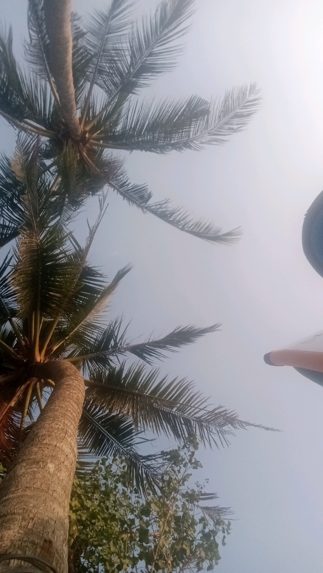 The image is a low-angle shot looking upwards towards the sky, featuring prominent coconut palm trees. Two large coconut palm trunks are visible, with their fronds extending across the frame. One palm tree is closer to the foreground on the left, showing its textured bark and curved trunk. The other palm tree is further back and higher up, also with its fronds spread out. The sky is a pale, hazy blue, suggesting either early morning, late afternoon, or a slightly overcast condition. Some green foliage from other trees is visible beneath the coconut fronds. In the upper right portion of the image, part of a person's head, wearing a dark hat, and a shoulder area of their body are visible, along with a portion of an off-white surface, possibly part of a vehicle or structure. The scene is typical of a tropical coastal environment, consistent with Kuta, Indonesia, known for its beaches and palm trees. There are no active events or interactions depicted; the image captures a static scene.