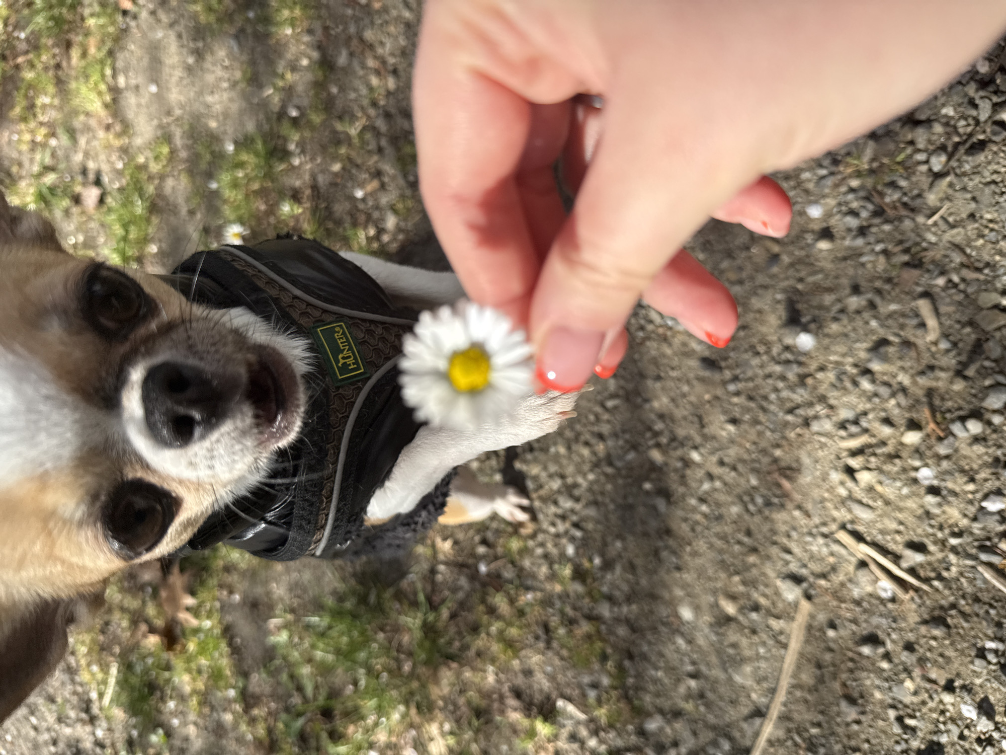 A close-up, slightly angled, outdoor shot shows a Chihuahua dog looking up at a daisy held by a person. The dog has a black harness with the word "Hunter" visible. The person's hand holds the daisy, fingernails painted with a red-tipped design. The ground is visible, composed of dirt, gravel, and some sparse vegetation. The exact location is unknown and cannot be determined to be Lauchhammer, Germany based on the image alone.