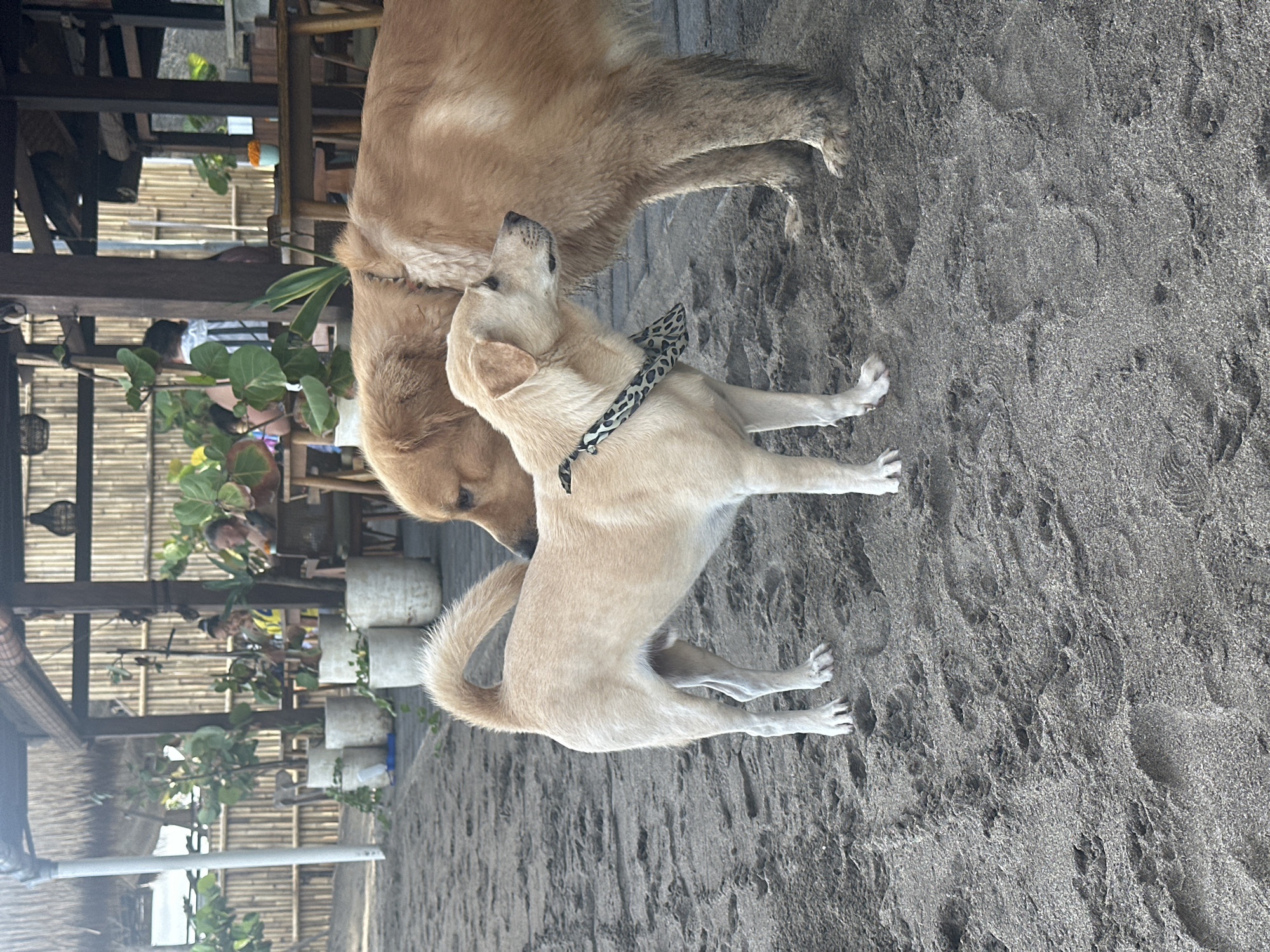 The image shows two dogs on a sandy surface, likely a beach. The background includes a structure made of bamboo, possibly part of a restaurant or bar. Some people are visible in the background. The photograph appears to have been taken in North Kuta, Indonesia. One dog is golden in color and partially visible, while the other is a lighter tan color and wearing a patterned collar. The lighter dog appears to be looking upwards. The ground is dark gray sand with visible patterns and footprints.