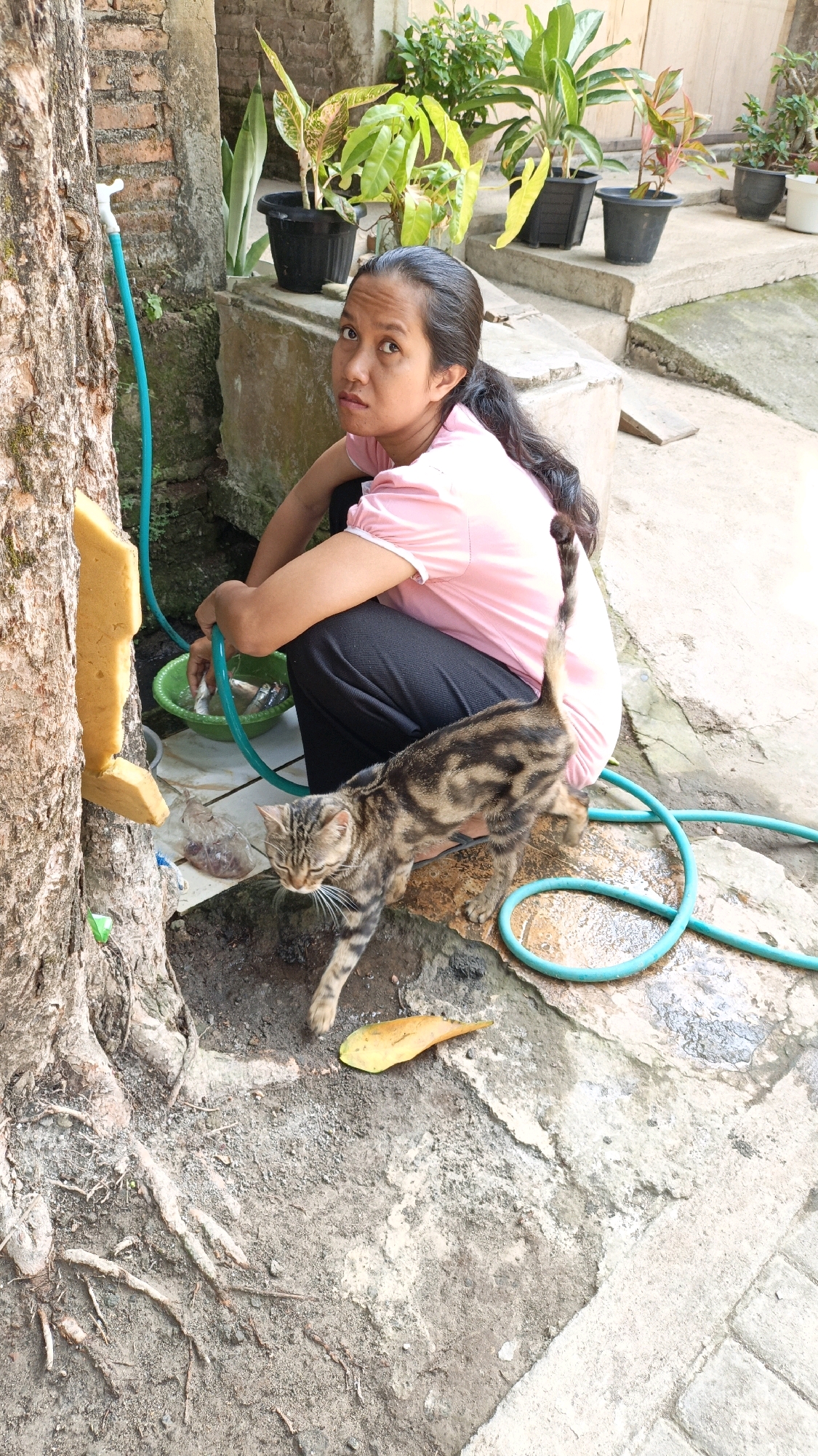 A woman is squatting next to a tree by a wall in Cikal, Indonesia, with a cat in front of her. The woman is wearing a pink shirt and black pants. She is holding a green hose, which is connected to a spigot on the tree. There is a green bowl of fish next to her. The cat is a tabby and is walking away from the woman. The ground is made of concrete and dirt. There are several potted plants in the background.