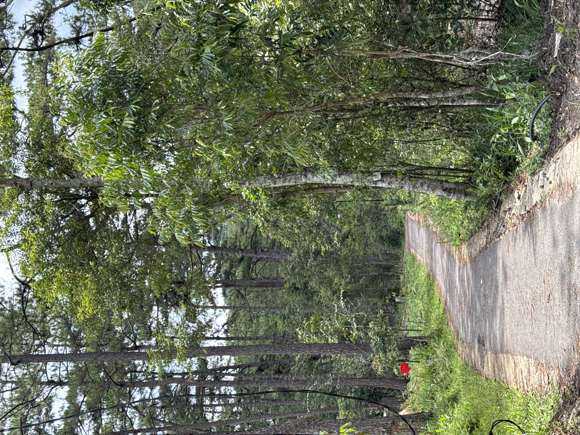 A pathway curves through a forest in Lang Biang - Đà Lạt, Vietnam. The pathway is paved with gray asphalt and is bordered by greenery. Tall trees line the pathway, creating a canopy of leaves overhead. Some of the trees have smooth, white bark. A small red object is visible on the left side of the pathway. The image is taken in daylight, with shadows cast on the pathway. Power lines are visible in the lower left corner of the image.