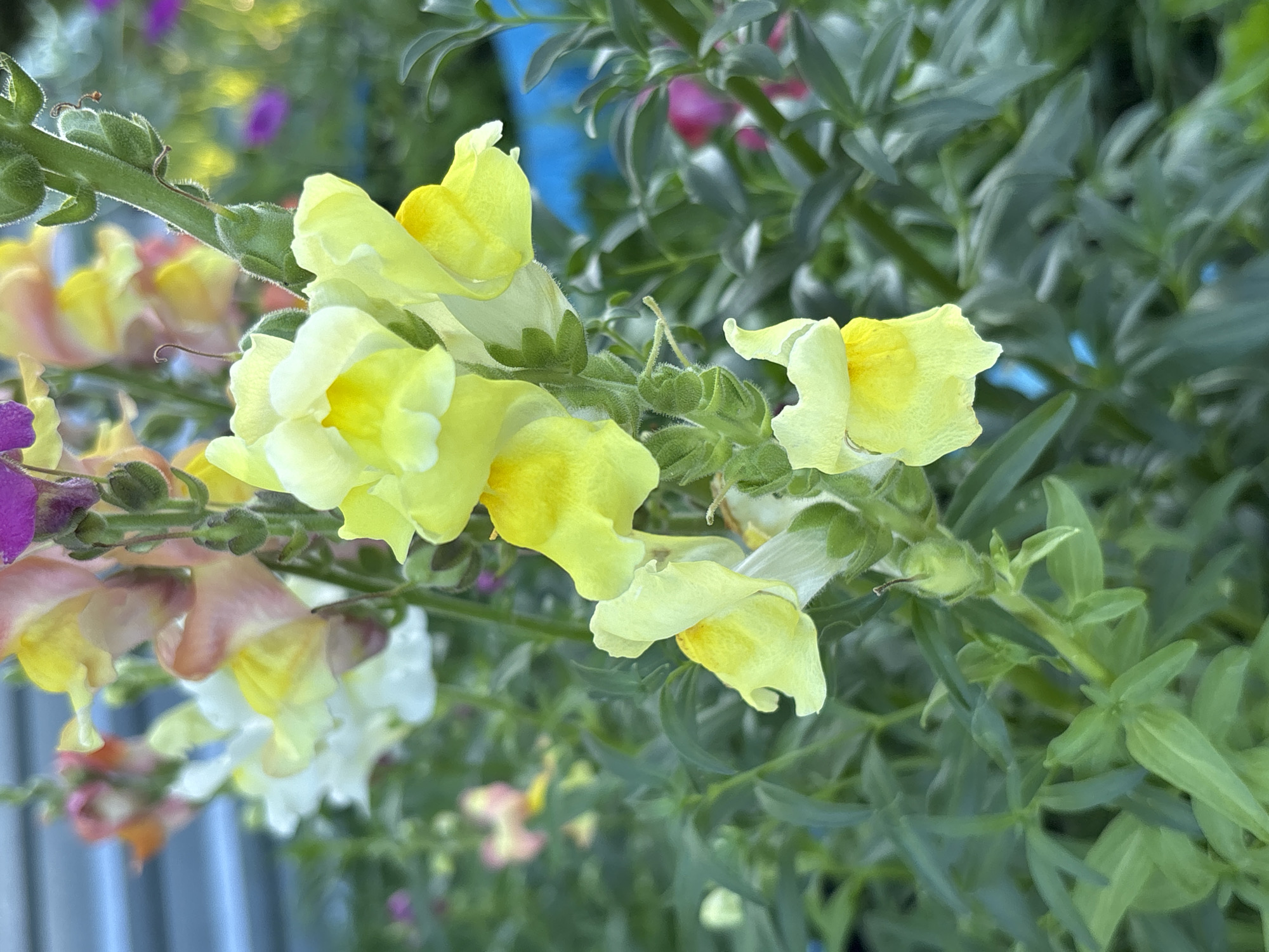 The image shows a close-up, vertically oriented shot of a cluster of yellow snapdragon flowers in bloom. The flowers are delicate and trumpet-shaped, with some appearing to be slightly compressed or "snapped" shut. The petals are a soft, pale yellow with some darker yellow accents inside the throat. The stems are green and fuzzy, with small buds visible higher up on the stalks. Surrounding the flowers is lush, green foliage. In the background, out of focus, are hints of other flowers in shades of pink, white, and purple, as well as a bright blue object. The overall impression is a vibrant and natural garden setting. There is no indication of a specific location in Ворошиловка, Kazakhstan.