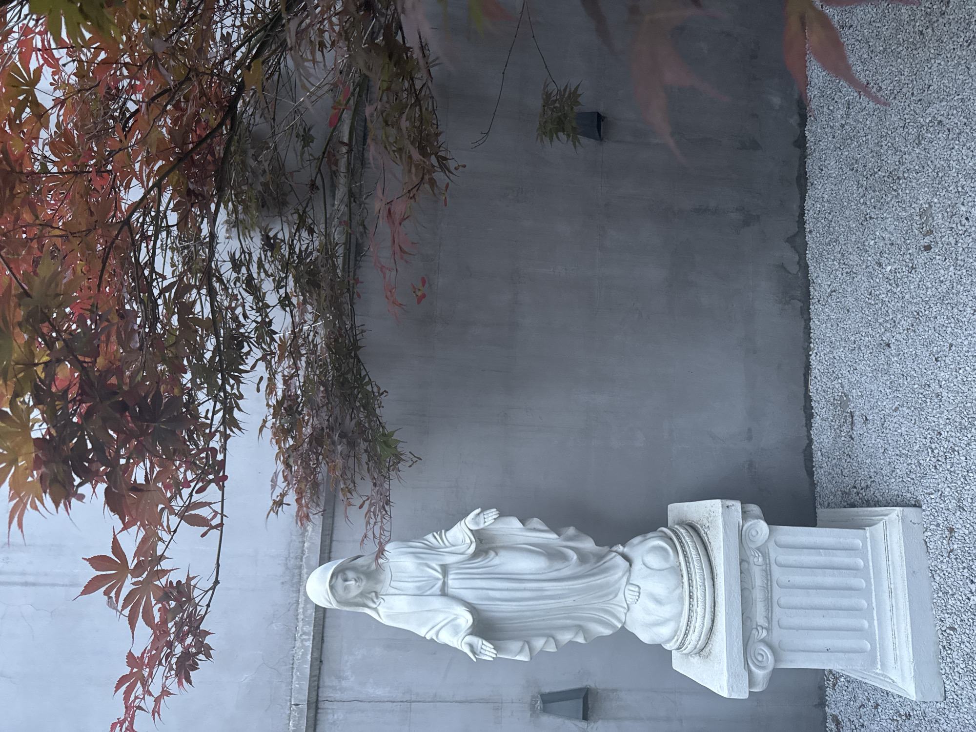 A statue of the Virgin Mary stands on a white pedestal in front of a gray wall. The wall is partially obscured by a Japanese maple tree with red leaves. The ground to the right of the statue is covered in small white stones. This is possibly located in the Jing'an District, China.