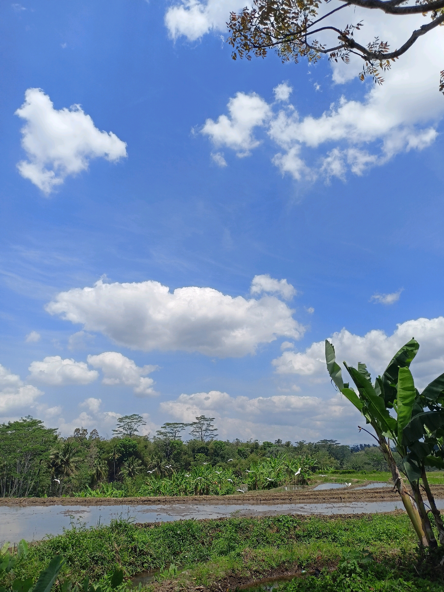 A serene landscape in Payaman, Indonesia, unfolds under a vast, blue sky dotted with fluffy white clouds. In the foreground, lush green vegetation, including banana plants with their broad leaves, thrives on the fertile ground. Beyond this, a tranquil body of water, likely a rice paddy reflecting the sky, stretches across the scene. In the middle ground, a line of trees, varying in height and density, forms a verdant backdrop. Among these trees, several white birds are visible, some in flight, adding a dynamic element to the peaceful setting. The overall impression is one of natural beauty and tranquility.
