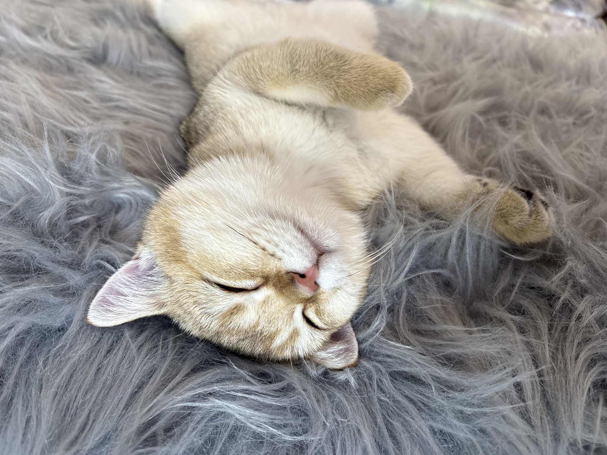 A young, light-colored cat with golden-brown markings is sleeping soundly on its back on a thick, grey, fluffy rug. The cat's eyes are closed, and its paws are relaxed. Its ears are perked slightly. The background is the continuation of the grey rug. This image was taken in Bönnigheim, Germany.