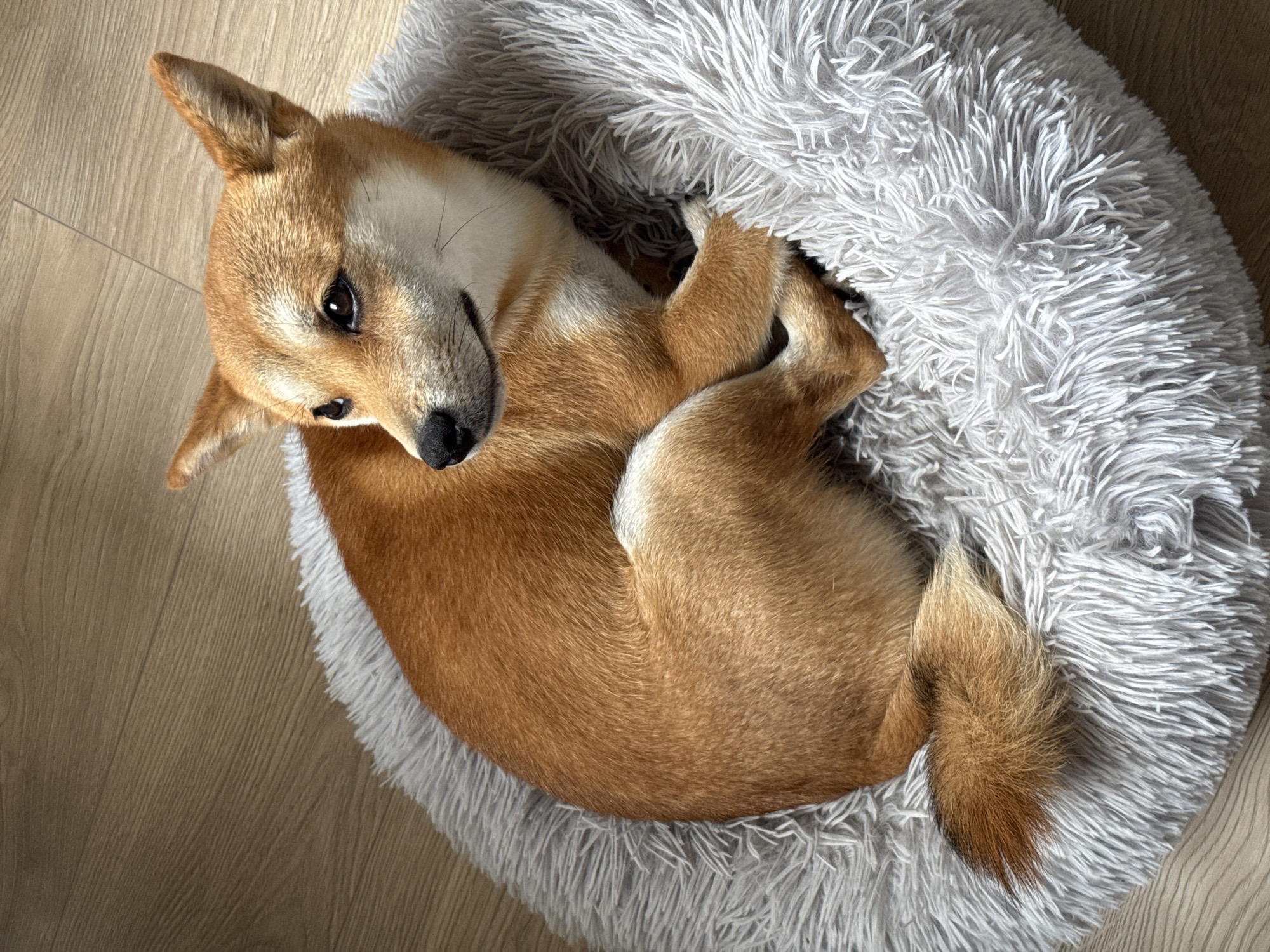 A Shiba Inu dog with reddish-brown fur is curled up on a fluffy, light grey dog bed. The dog is lying on its side, with its head turned to the left, looking slightly upwards and to the right. Its tail is curled over its back. The dog bed is placed on a light brown wooden floor. The background is a blurred wooden surface. The image is taken from a high-angle perspective. There is no indication of the city of Carnikava, Latvia in the image.