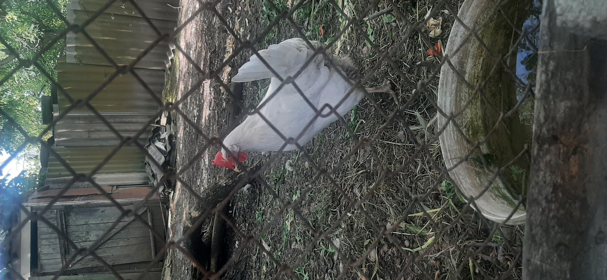 The image shows a white chicken with a red comb and wattle, pecking at the ground. The chicken is enclosed in a fenced area, likely a coop or run. The ground is covered with dry grass and dirt, with some fallen leaves and twigs. In the background, there is a rustic wooden structure with a corrugated metal roof, and some trees with green foliage. To the right of the chicken, a large concrete basin filled with murky water is visible. The scene appears to be outdoors, in a rural or semi-rural setting. The lighting suggests it is daytime, possibly a sunny day, given the shadows. The overall impression is one of a simple, functional animal enclosure. There is no visible text in the image. The location context provided is Yessentukskaya, Russia.