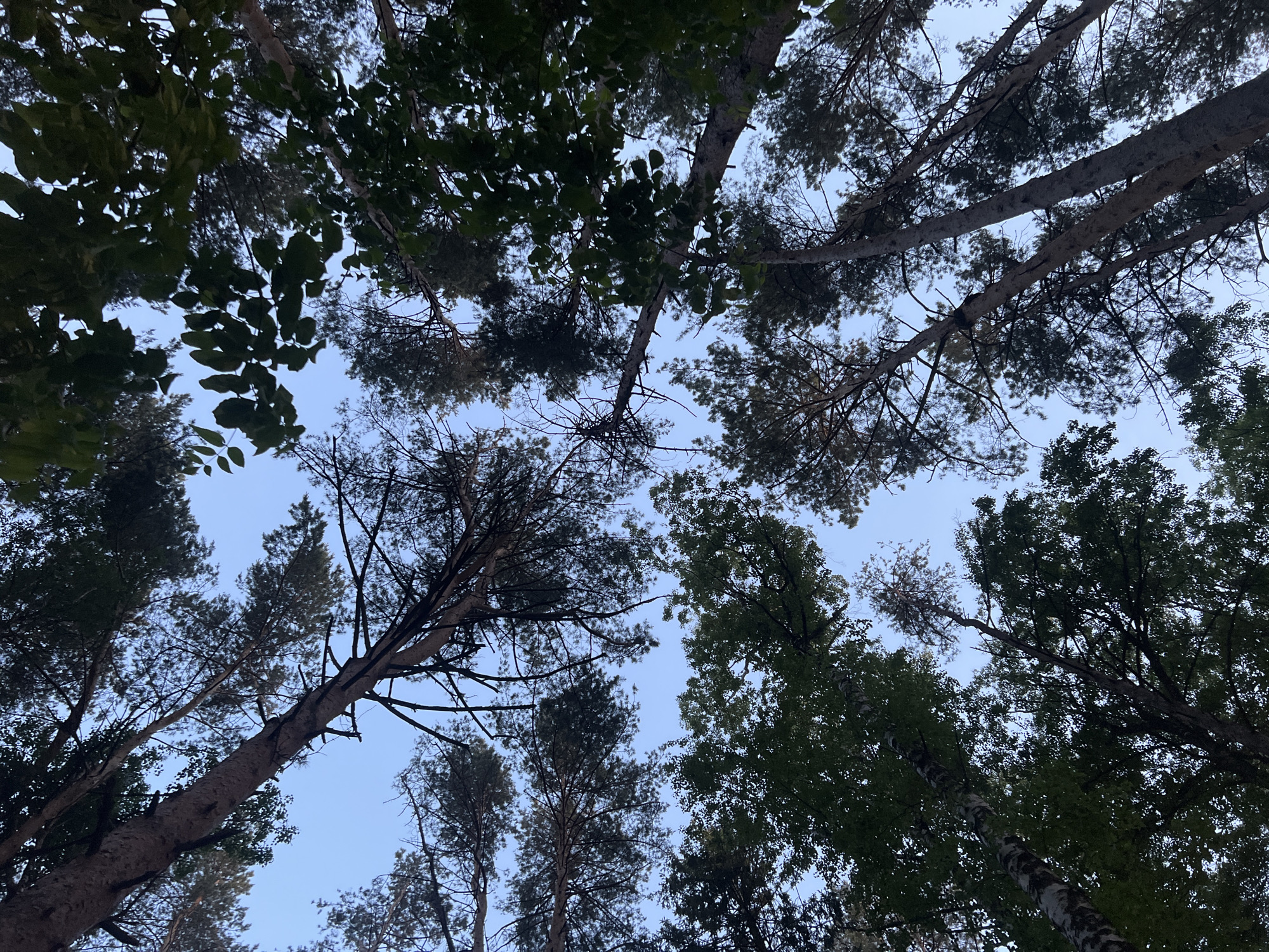 The image captures an upward-looking perspective into the canopy of a forest in Chaikovsky, Russia, revealing an intricate network of tree branches and foliage against a clear sky. The scene is dominated by tall trees, with their trunks and branches silhouetted against the light blue.
Several types of trees are visible. Many appear to be conifers, likely pines or firs, characterized by their dark, dense, needle-like foliage clustered at the ends of branches. Their straight, often light-colored trunks extend vertically towards the sky. Interspersed among these are deciduous trees with broader, lighter green leaves, some of which appear to be birches, distinguishable by their distinct white and dark-patterned bark visible on some of the larger trunks. The leaves of these deciduous trees form a softer, more irregular pattern against the sky compared to the conifers.
The sky, a pale, serene blue, occupies the spaces between the dense tree crowns. There are no clouds visible, suggesting clear weather. The lighting suggests it is either early morning or late afternoon, as the sky is bright but the light filtering through the leaves creates a somewhat diffused and calm atmosphere, without the harshness of midday sun. The perspective emphasizes the towering height of the trees and the encompassing nature of the forest canopy. No human activity or visible text is present in the image.
