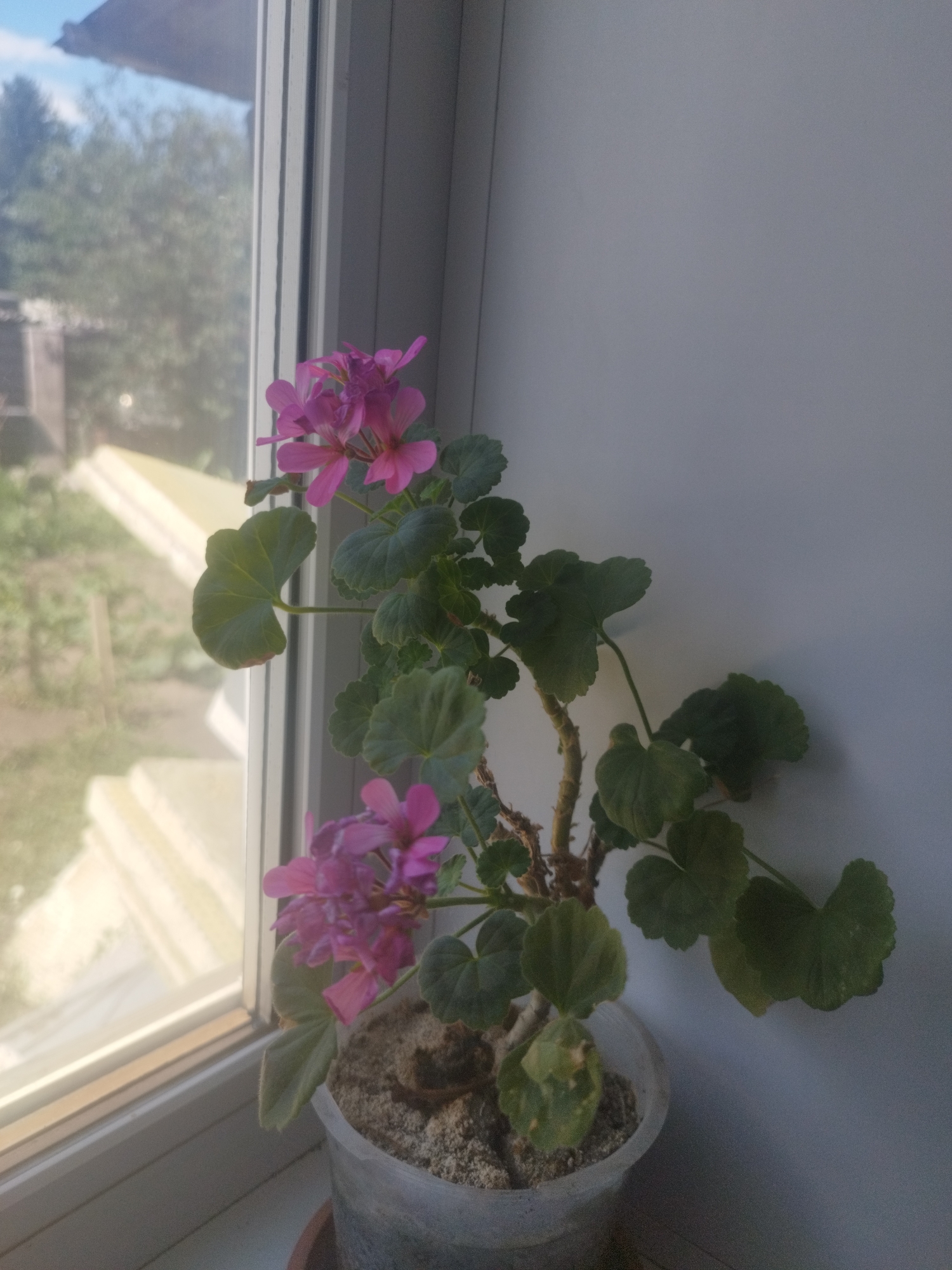 A potted geranium with pink flowers sits on a windowsill. Outside the window, a green lawn and trees are visible. The image is taken indoors in the city of Oskemen, Kazakhstan.
