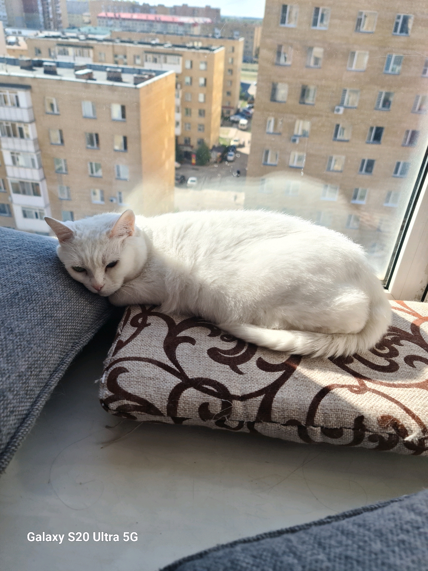 An all-white cat with green eyes is resting on a patterned cushion next to a gray sofa in front of a window. Beyond the window, a cityscape of multi-story buildings with visible windows and balconies is seen under a bright sky. The buildings appear to be apartment complexes typical of urban areas, possibly in Astana, Kazakhstan, given the architecture. The lighting suggests it is daytime, with sunlight casting shadows and highlighting the cat's fur. The overall scene is domestic, with the cat appearing relaxed. The bottom of the image has a watermark that reads "Galaxy S20 Ultra 5G".