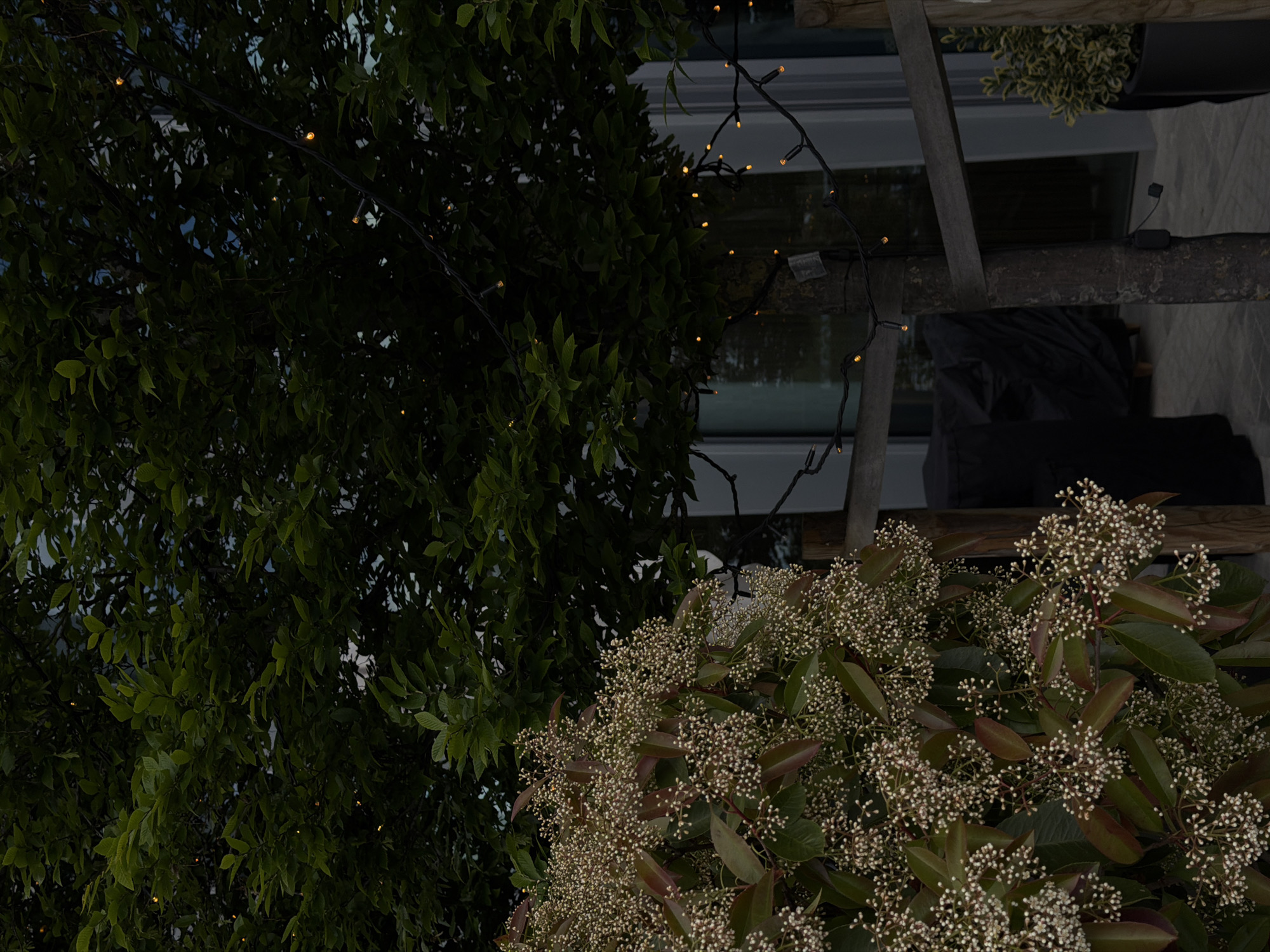 The image depicts a close-up scene, possibly outdoors in Belgrade, Serbia, with an apparent emphasis on vegetation. The left side of the frame is dominated by a lush green tree, partially obscured by darkness. A string of warm-toned decorative lights is interwoven through the branches of the tree. To the right is a bush covered in clusters of small white flowers. There appears to be a wooden structure in the background, with a window and potted plant. A black object, possibly fabric or a covering of some sort, is placed below the structure. The composition seems to focus on the contrast between natural elements and the artificial additions like the lighting and the structure. The overall scene is somewhat dimly lit.