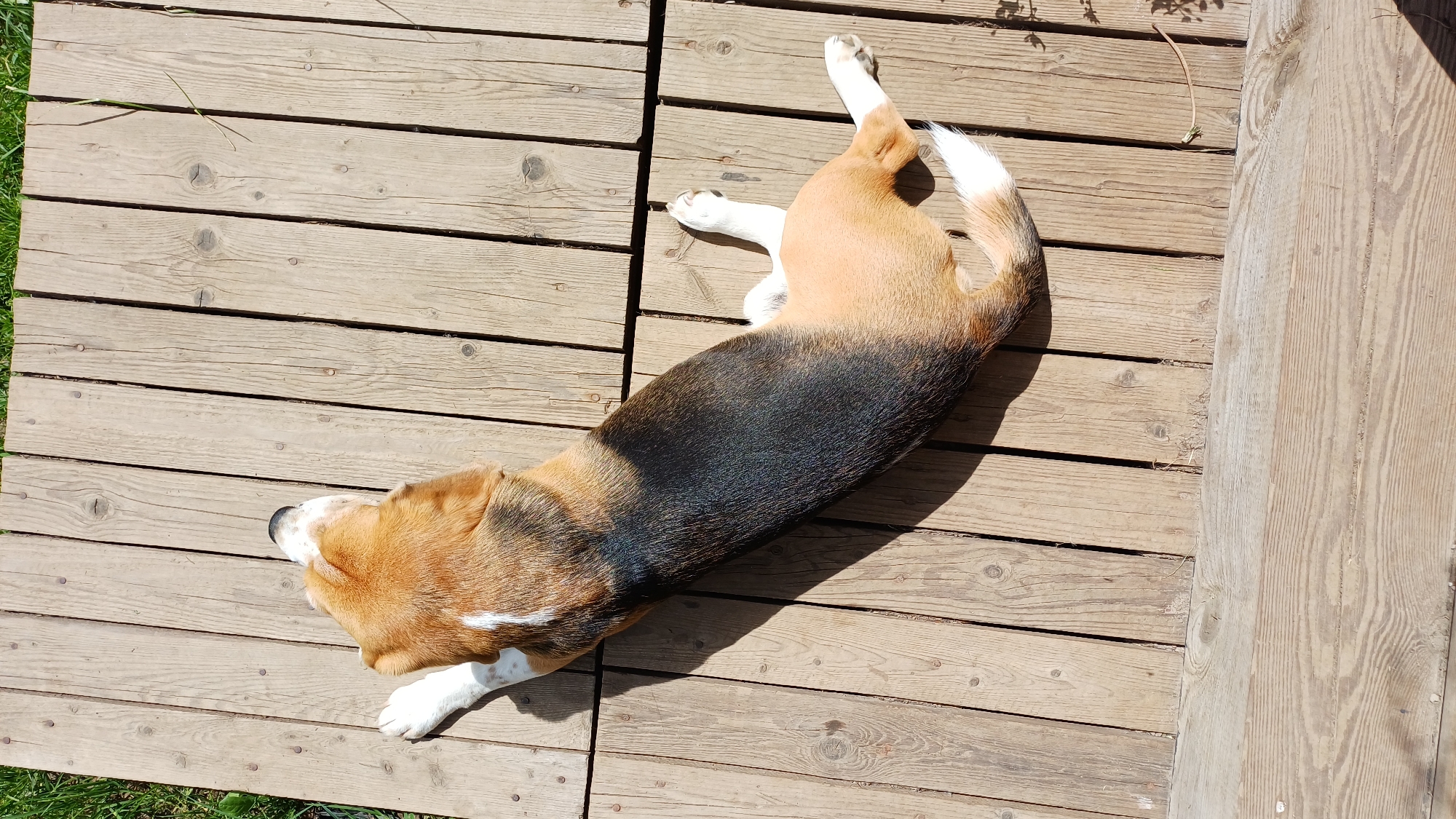 The image shows a tri-color dog, likely a Beagle or a Beagle mix, relaxing outdoors in Timokhovo, Russia. The dog is lying on its back or side on a wooden deck, with its belly exposed. Its fur features a distinct black saddle across its back, tan coloration on its head, legs, and parts of its body, and white markings on its chest, paws, and the tip of its tail.
The dog appears to be sunbathing or resting comfortably on a bright, sunny day, evidenced by the strong shadows cast by its body onto the deck planks. Its posture, with outstretched paws and a relaxed body, suggests contentment.
The setting is an outdoor wooden deck made of horizontal, light brown planks that show natural grain and knots, indicating weathering. Green grass is visible along the left edge of the deck, and another wooden structure is partially visible on the right side of the frame, further establishing an outdoor environment. No people are present, and there is no visible text in the image.