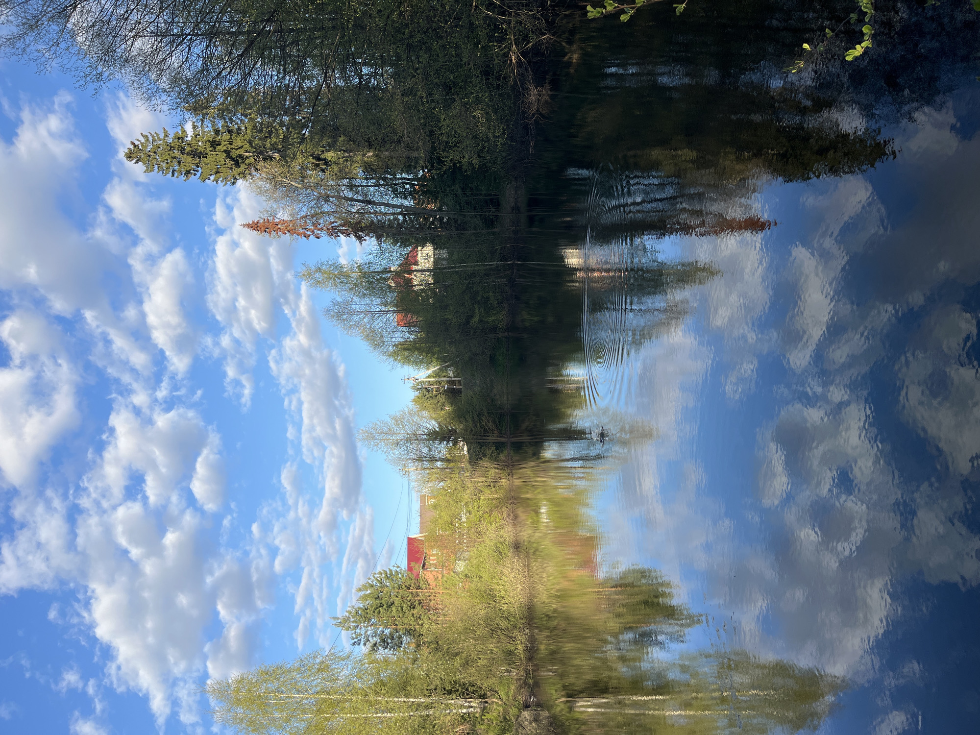 A reflection of the sky and trees in water, appearing like a natural body of water like a lake or river. The sky has cumulus clouds, with trees and vegetation lining the edge of the water. In Chaikovsky, Russia.