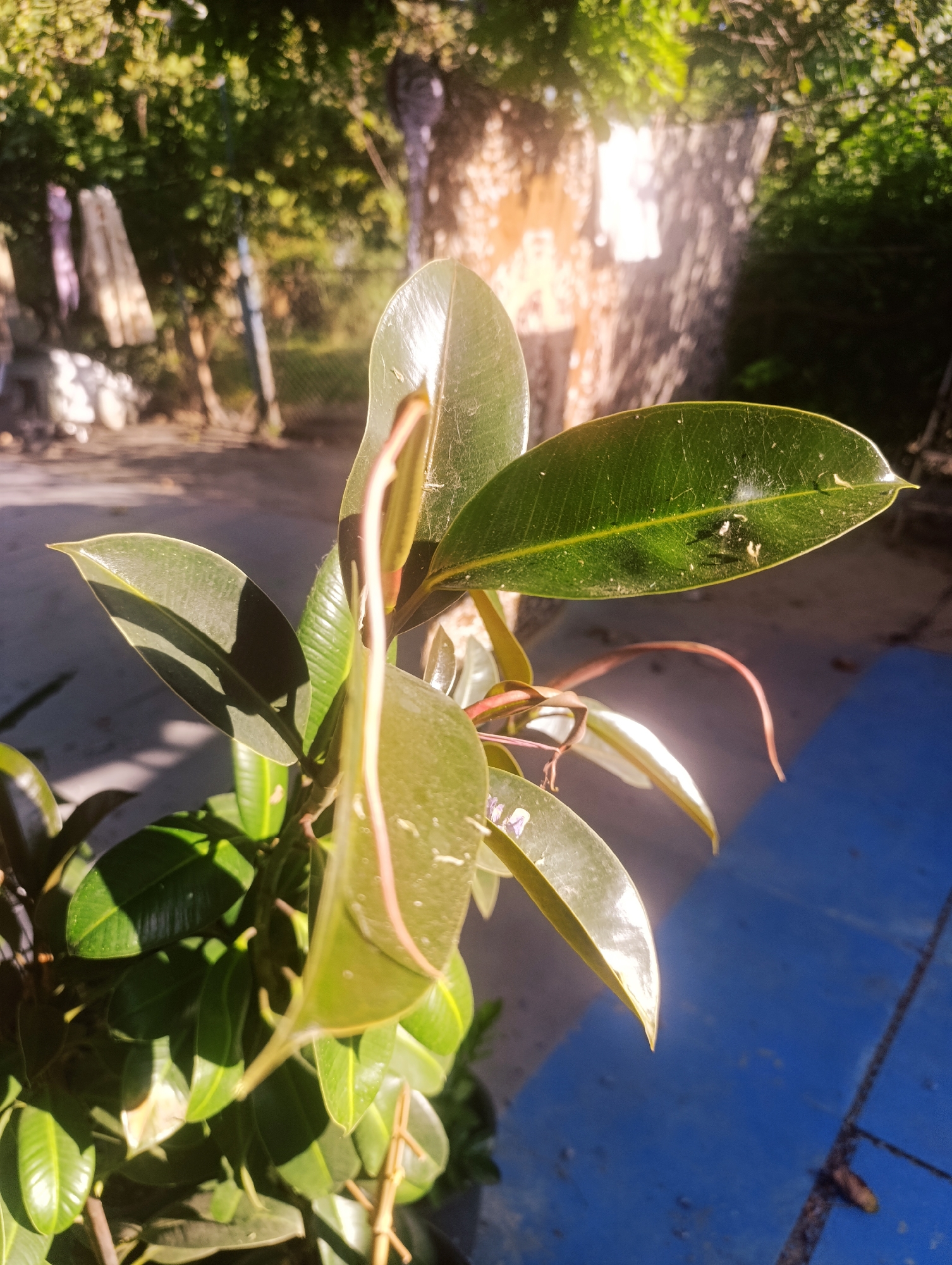 A close-up, eye-level shot shows a plant with large, glossy, dark green leaves, some of which are catching the sunlight. The plant appears to be a Ficus elastica (rubber plant). The leaves have prominent veins and a waxy sheen. Some small white specks, possibly dust or debris, are visible on one of the leaves. The plant has several new shoots with lighter green, emerging leaves, and some reddish stems. In the background, out of focus, is an outdoor scene. Sunlight filters through trees, creating dappled light effects. There is a fence, some hanging laundry, and a rough-textured wall or structure. The ground appears to be paved in some areas and possibly dirt or gravel in others. A bright blue surface, possibly painted wood or plastic, occupies the lower right portion of the frame. The overall lighting suggests it is daytime, likely late afternoon, given the warm tones of the sunlight. The image does not provide any specific information about the city of Zaliznyi, Russia, as it depicts a plant in an outdoor setting with no recognizable landmarks.