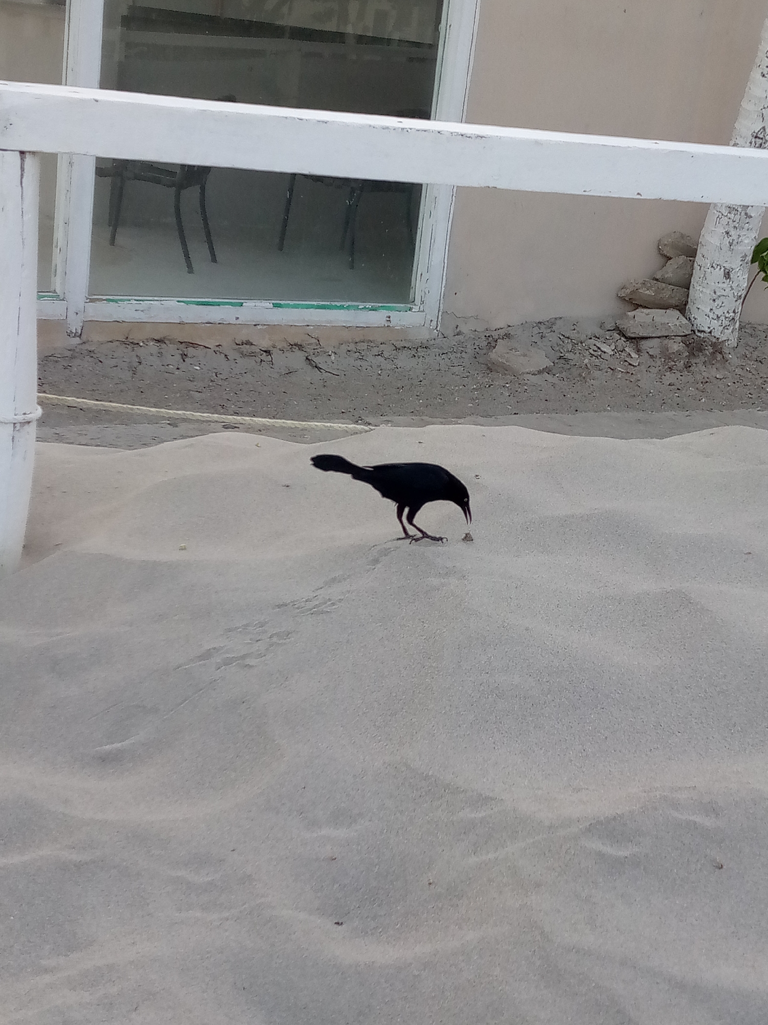 A black bird is foraging in light-colored sand at El Yaque, Venezuela. The bird has a slender body and a curved beak pointed towards the ground. Indentations in the sand suggest the bird has recently left tracks. A white painted structure is visible in the background. Through a window in the structure, chairs can be seen. A stack of rocks rests against the building, next to a white-painted tree trunk.