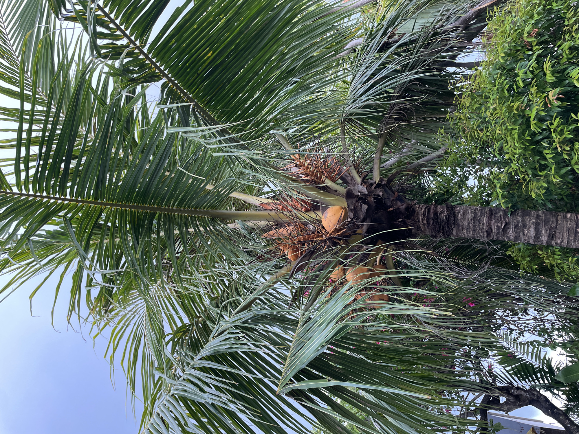 The image, oriented correctly, provides an upward-looking view into the dense canopy of a coconut palm tree.
**Subjects:** The central subject is a tall coconut palm tree, its numerous long, green fronds spreading across the frame, creating intricate patterns against the sky. Several clusters of coconuts, varying in color from brownish-orange to green-brown, are visible near the crown of the tree, nestled among the fronds and developing inflorescences. The dark, textured trunk of the palm tree is partially visible on the right side of the image. To the right of the palm, a thick mass of vibrant green foliage from another plant or bush fills part of the frame, and a section of a rough, dark tree trunk or possibly a wall is present in the lower right.
**Activity or event taking place:** The scene captures a static natural environment; no specific activity or event is taking place.
**Notable details:** The image depicts a bright, clear daytime scene, with patches of a light blue sky visible through the gaps in the palm fronds, suggesting sunny weather. The abundance of tropical vegetation, particularly the coconut palm and dense green foliage, provides a strong location cue consistent with a tropical climate like Kuta Selatan, Indonesia. The dominant colors are various shades of green from the leaves, contrasting with the earthy browns and oranges of the coconuts and tree trunks. Hints of small pink or purple flowers can be seen interspersed among the foliage in the background. The perspective is from directly below, looking up towards the tree's crown.
**Any visible text:** There is no legible text visible in the image.