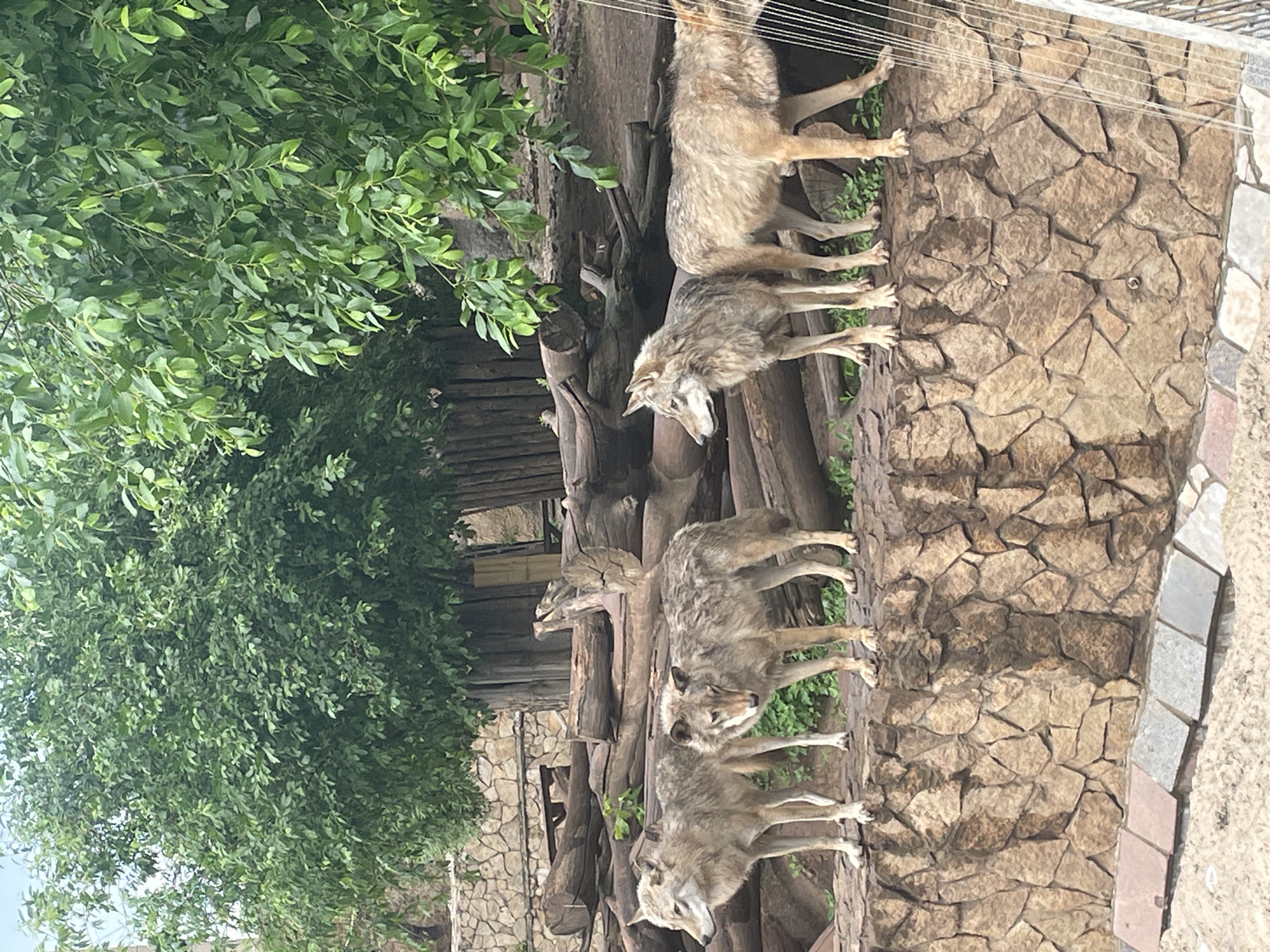 The image depicts a group of four wolves standing on a stone wall in an outdoor enclosure. The wolves are positioned from left to right, with the first and third facing left, and the second and fourth facing forward. They appear to be in a zoo or wildlife park. The background includes a dense green tree canopy, logs, and a stone wall. The lighting suggests it is daytime, possibly overcast. The wolves are animals, and there are no people visible in the image. The location is stated to be the Udmurt Republic State Zoo in Izhevsk, Russia.