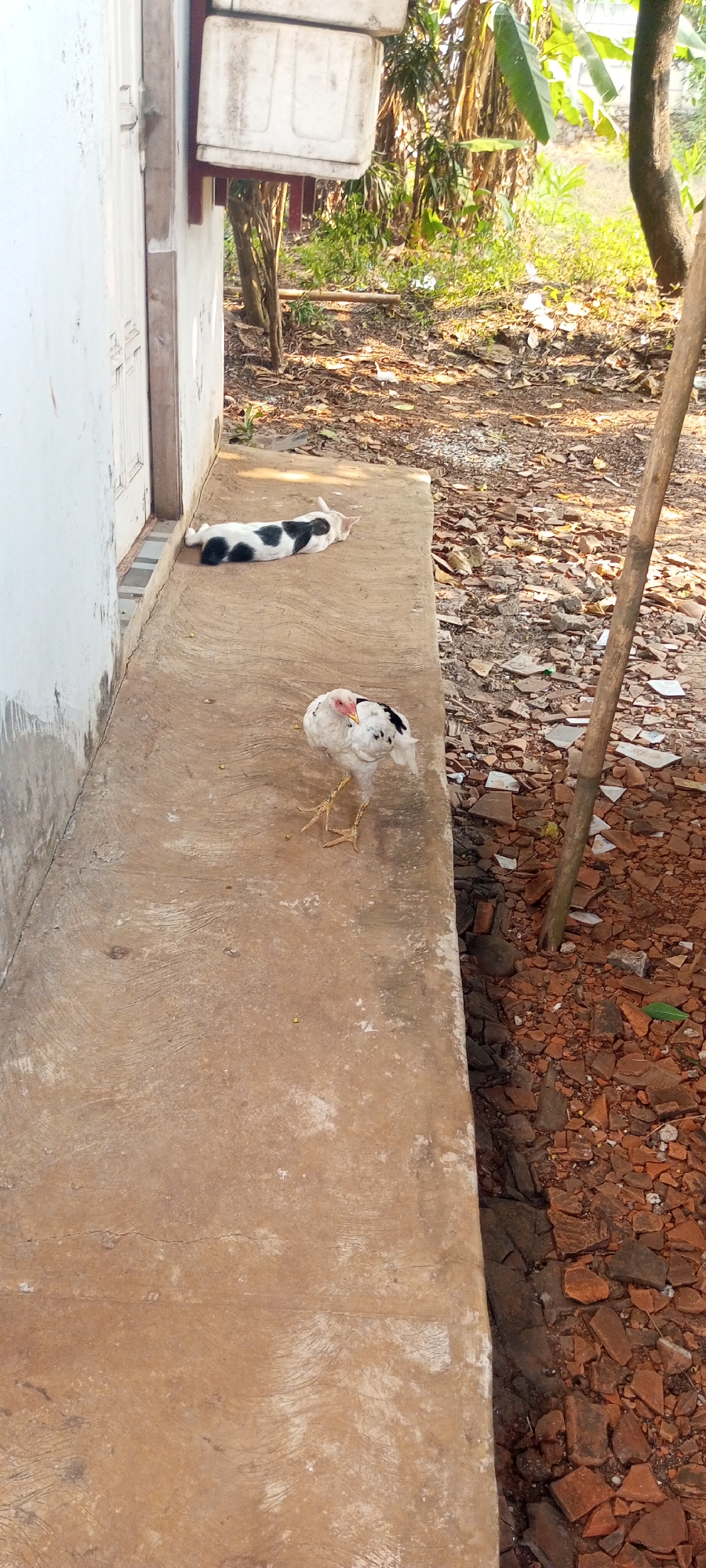 In Taman Rahayu, Indonesia, a black and white cat is sleeping on a concrete ledge next to a white wall. A white chicken with black spots is standing on the ledge near the cat. The ground is covered with debris, including broken bricks and leaves. A wooden pole stands vertically to the right of the ledge. In the background, there are trees and dense vegetation.