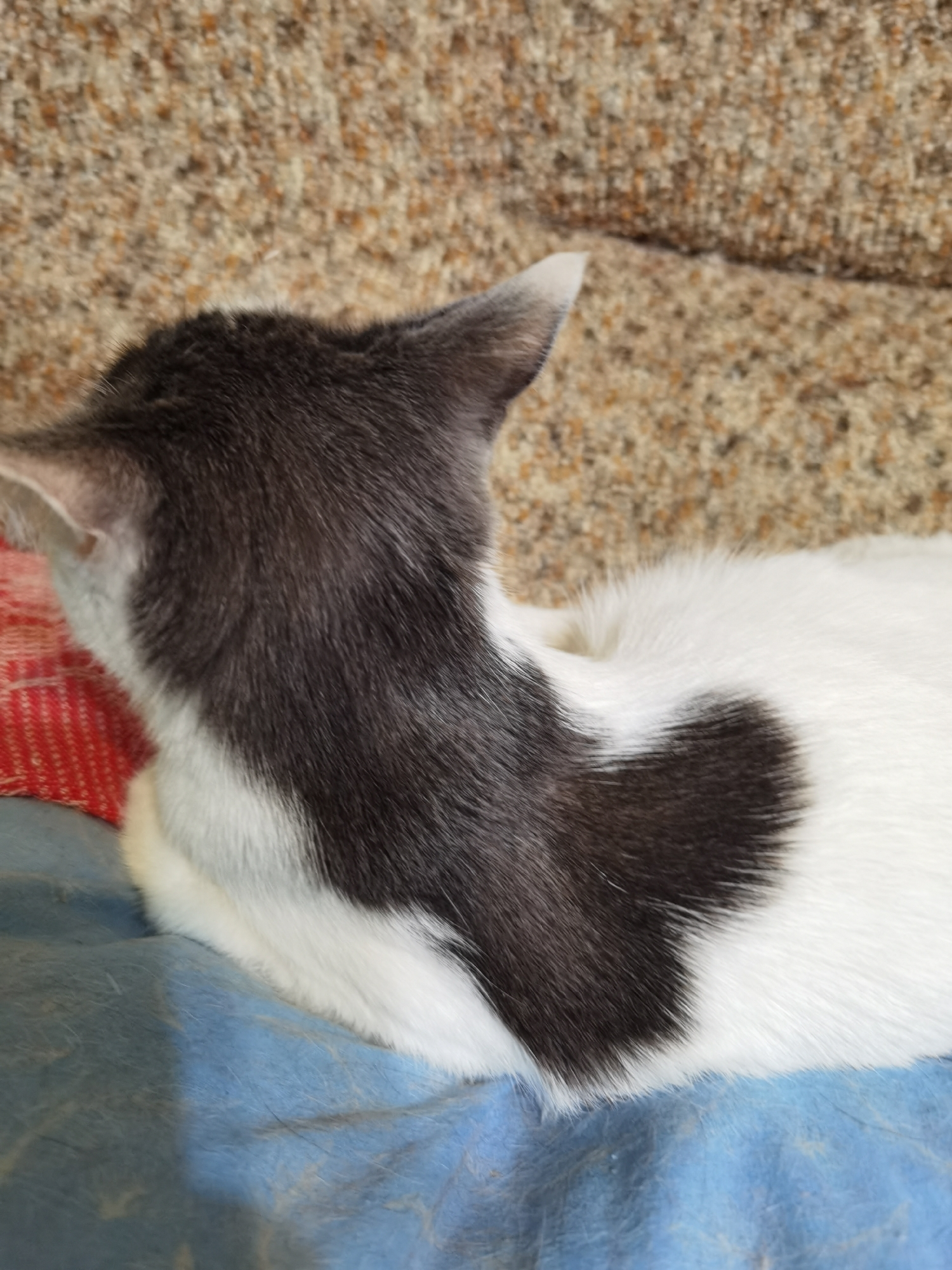A close-up, top-down view of a black and white cat's back and head shows it resting on a blue fabric surface. The cat's fur is primarily white, with a large, irregular black marking covering its back and neck, extending to its head and ears. The cat is facing away from the camera. In the background, a textured, beige surface, possibly upholstery, is visible. A sliver of a red and white patterned fabric is also present on the left side of the image. The scene appears to be indoors, with no indication of the specific location within the city of Chaikovsky, Russia, or any outdoor elements.