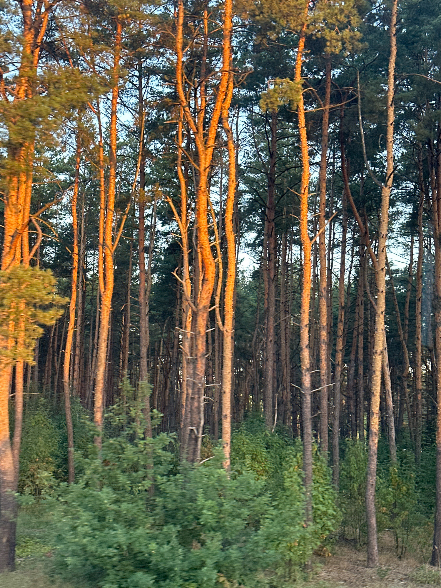 The image depicts a dense forest with tall, slender pine trees illuminated by the warm glow of the setting sun. The trunks of the trees are a mix of light brown and reddish hues, with some appearing smoother and others more textured. The foliage is predominantly green, with some areas appearing darker and more shaded, while others are caught in the golden light. The ground beneath the trees is covered with a scattering of dried leaves and pine needles. The overall impression is one of a peaceful and serene natural environment. The image does not contain any people or discernible actions. The location is specified as Pinsk, Belarus, indicating a temperate forest setting.