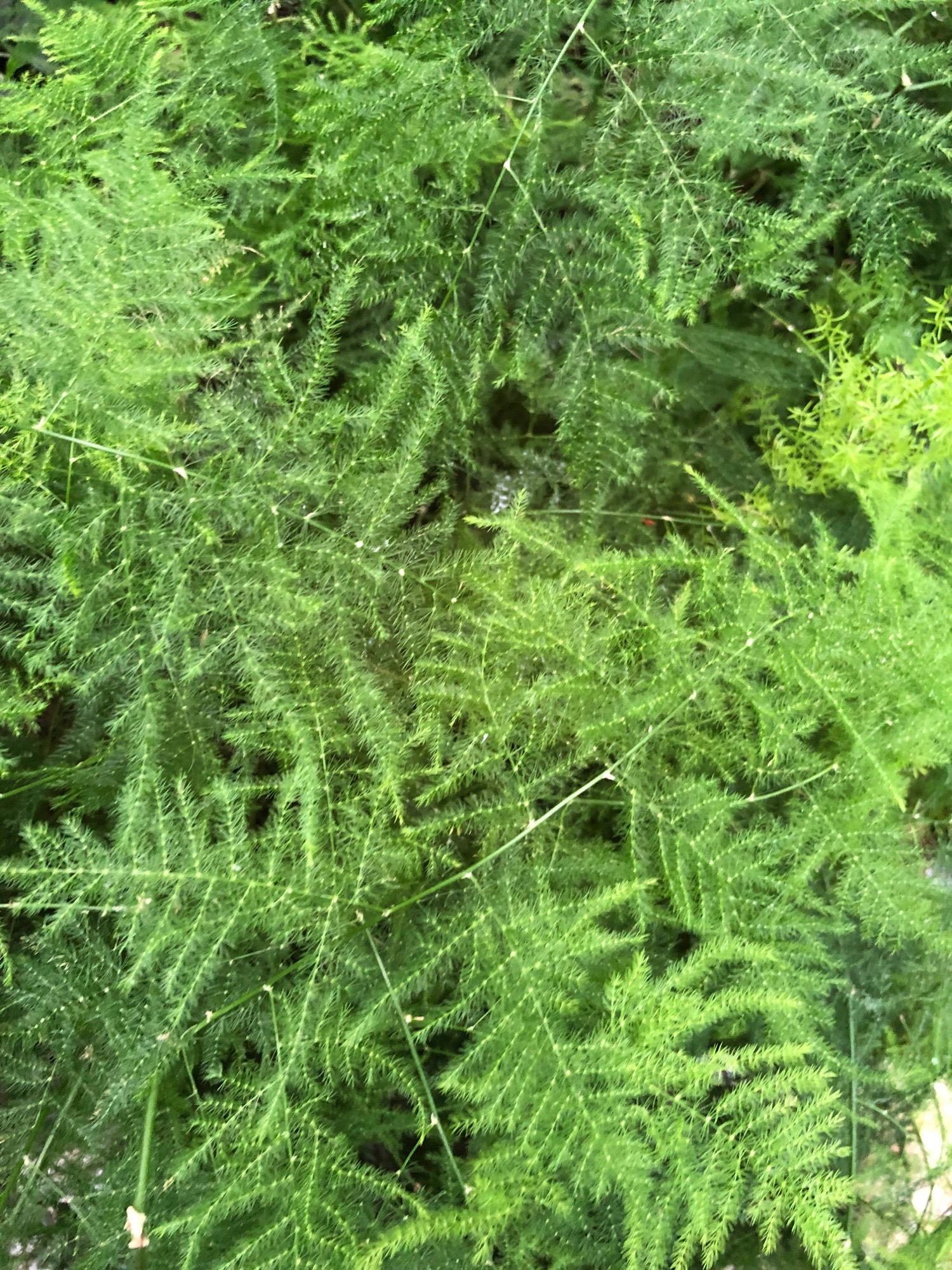 The image is a close-up, high-angle shot of lush, green asparagus fern foliage. The fronds are densely packed, creating a textured carpet of delicate, needle-like leaves. The lighting appears to be natural, casting subtle shadows and highlighting the varying shades of green. There are no people or specific objects visible, only the natural growth of the plant. The image does not contain any information that would allow for the determination of its location in Lviv, Ukraine.