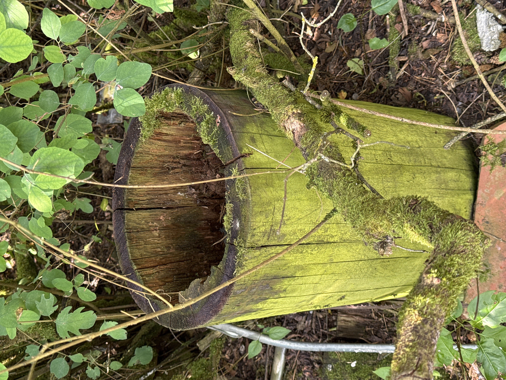 The image shows a thick, hollowed-out wooden post, likely a tree stump, covered in bright green moss and lichen. The wood grain is visible, with vertical splits running down the post. A moss-covered branch extends horizontally across the foreground, obscuring part of the post. The background consists of dense green foliage and dark, earthy ground cover with some fallen leaves and twigs. A thin metal pipe or railing is partially visible to the left of the post. The scene appears to be in an outdoor, natural setting. The image was taken in Wettstetten, Germany.