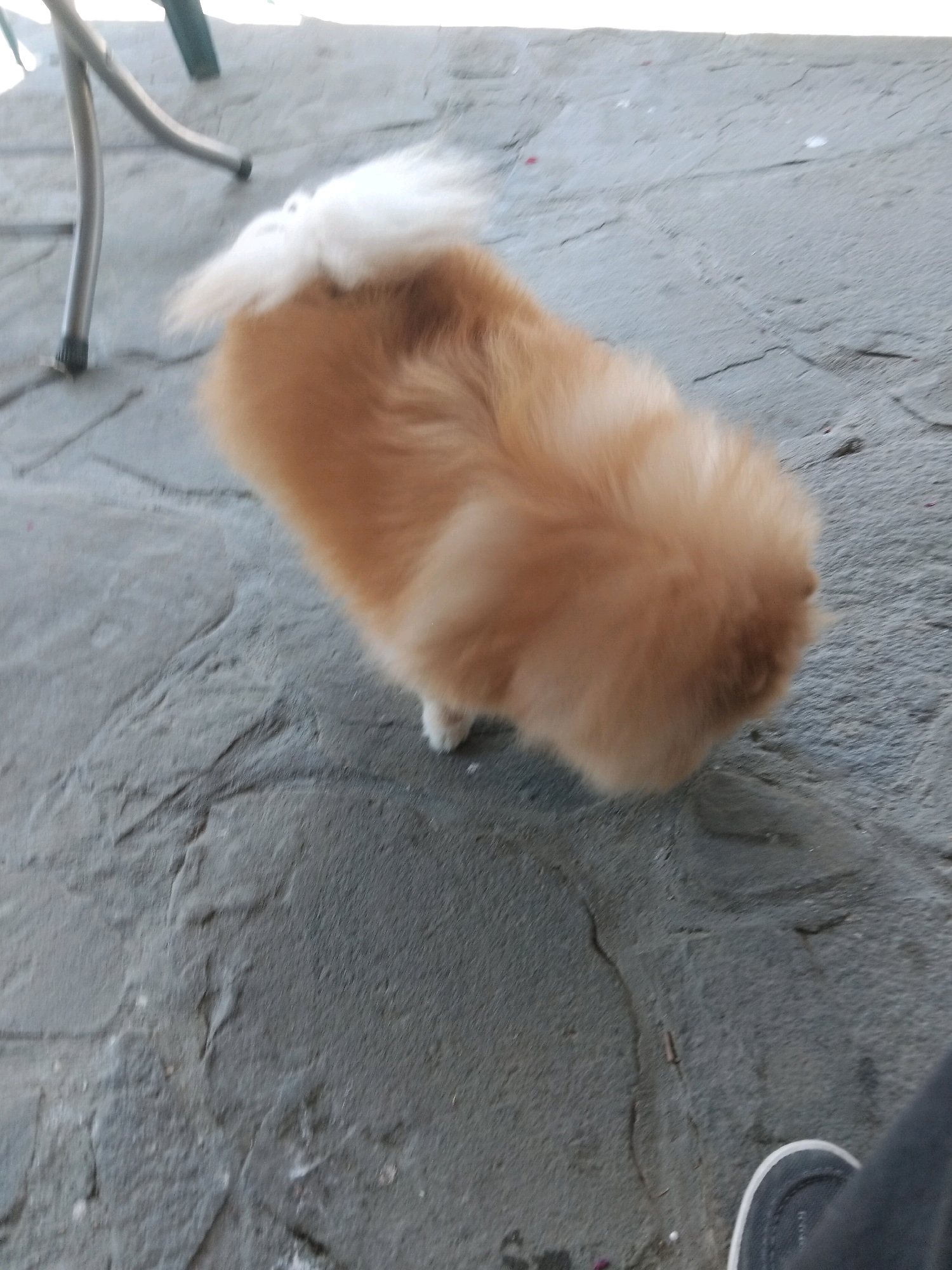 A small, fluffy, light brown dog with a white tail is standing on a textured, gray outdoor surface, possibly a patio or sidewalk. The dog's fur is prominent, obscuring its body shape, and its tail is raised and bushy. In the upper left of the image, a metal chair leg is visible, indicating it is outdoors. To the bottom right, a person's foot wearing a dark shoe with a white sole is partially visible. The overall scene suggests an urban or semi-urban outdoor setting in Apriltsi, Bulgaria.