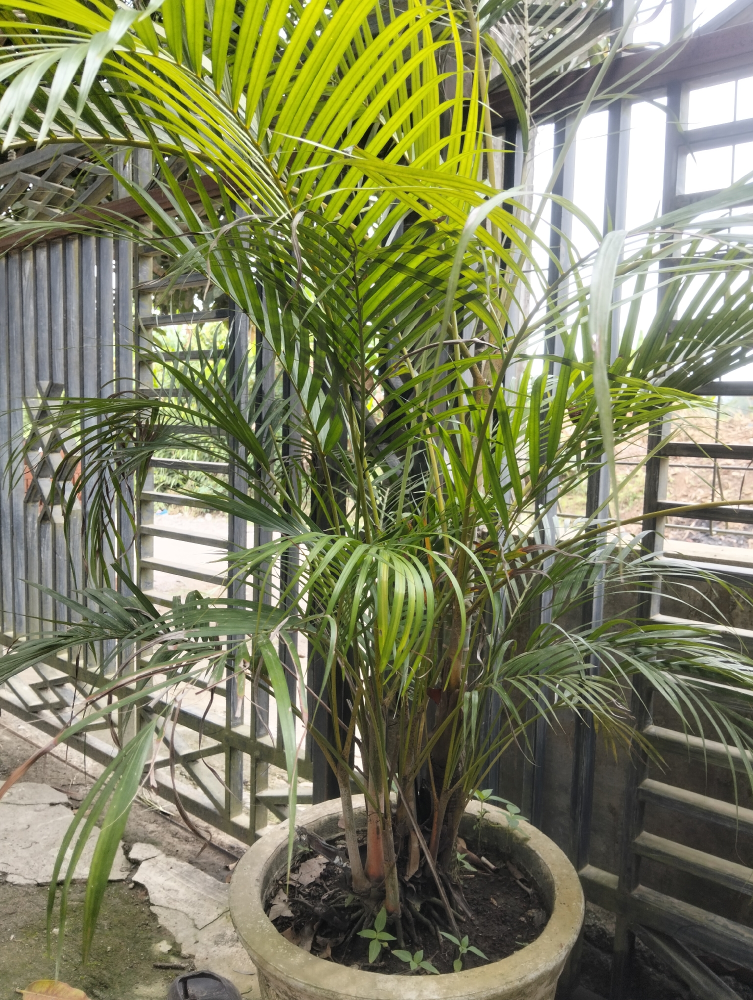 In Payagaboh, Indonesia, a potted palm tree stands against a backdrop of a dark grey metal fence. The palm tree, with its vibrant green fronds, occupies the central focus of the image. It is housed in a large, light grey concrete pot filled with dark soil. The fence, constructed of vertical metal bars and horizontal supports, forms a geometric pattern behind the plant. Beyond the fence, glimpses of an outdoor environment can be seen, with hints of other structures and vegetation. The lighting suggests an overcast day, casting a soft, diffused light on the scene. The ground beneath the pot appears to be made of rough, grey concrete or stone.