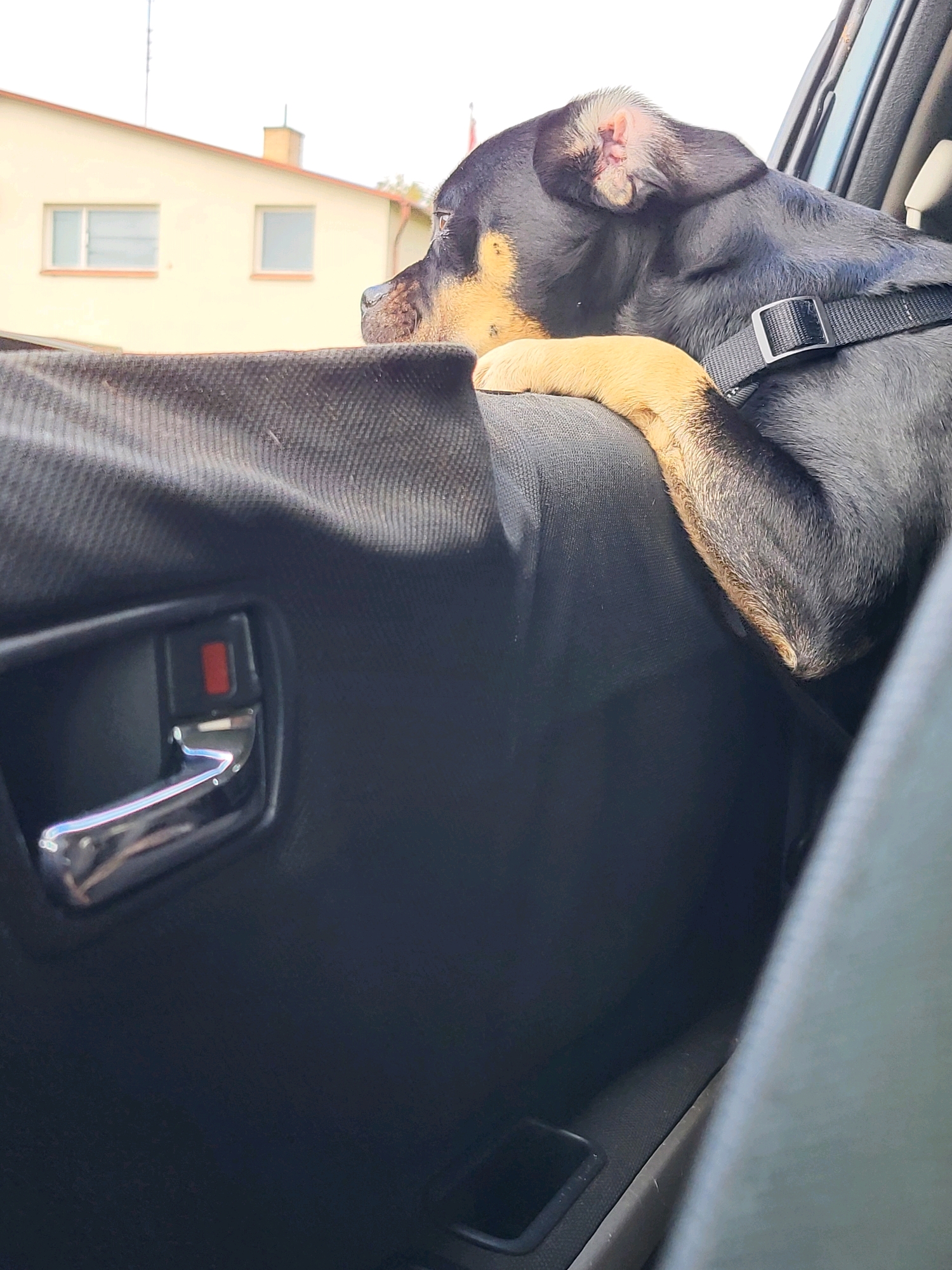 A black and tan dog with a harness rests its head on the armrest of a car's interior. The dog's paw is visible resting on the armrest, and its head is turned towards the car window, looking out. Outside the window, a light-colored building with a red-tiled roof and two windows is visible, along with a chimney. The car's interior shows a chrome door handle with a red button. The scene appears to be captured in daylight, with natural light illuminating the dog and the car's interior. The context of Jelgava, Latvia is not derivable from the image itself.