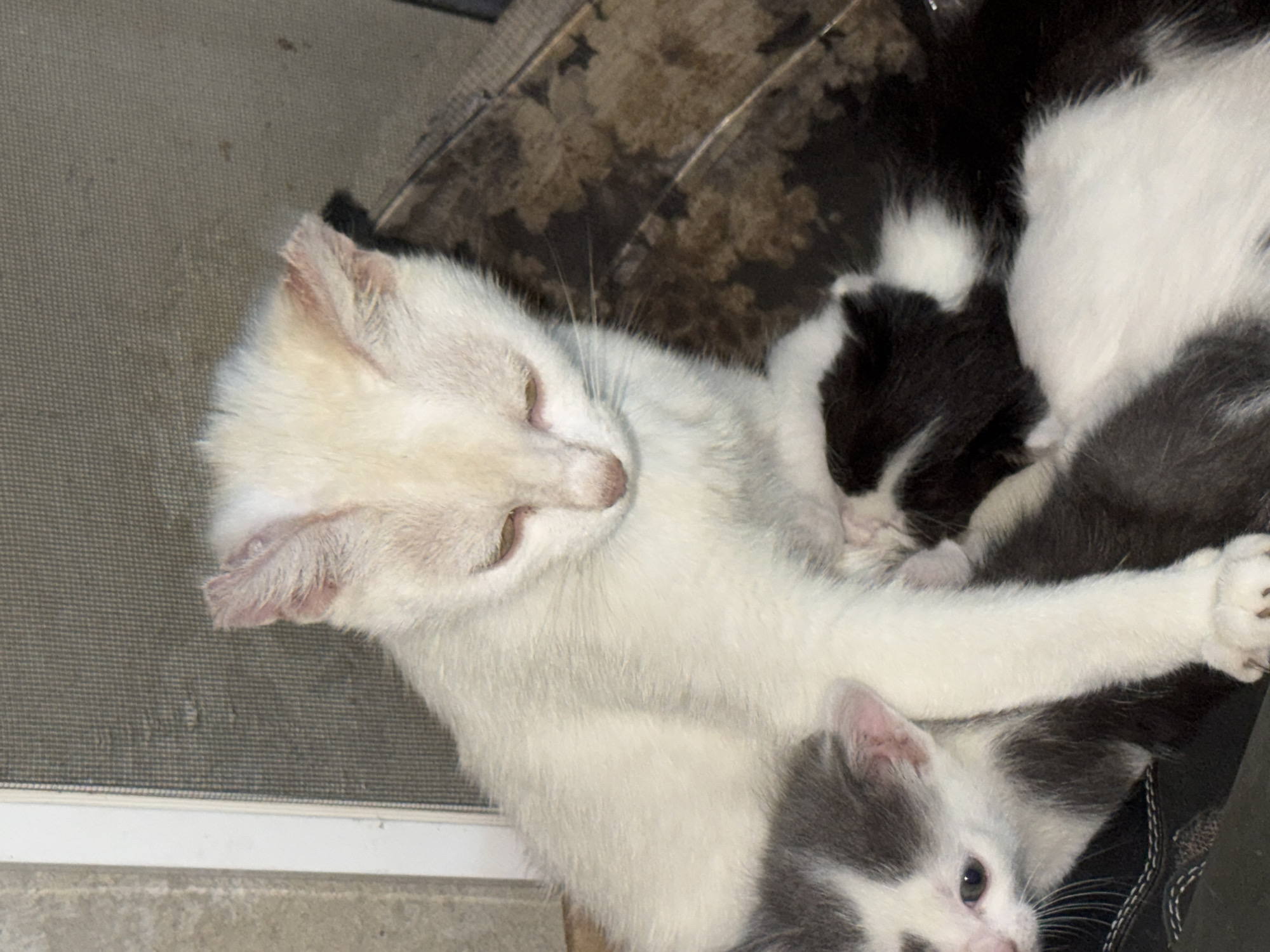 This media file features a close-up, overhead view of a mother cat with three kittens. The mother cat is primarily white with some pinkish tinges on her ears and nose, and she appears to be lying down. One kitten, predominantly black and white, is nestled against her. Another kitten, mostly white with black and grey patches, is positioned below the mother, with its head visible and looking towards the viewer. A third kitten, largely white with grey markings, is partially visible underneath the mother. The cats are resting on a textured surface that appears to be a rug or mat with a mottled brown and black pattern. To the left, a screen door or window is visible, with a white frame along the bottom. The scene is illuminated by artificial light, and the overall impression is one of domestic comfort and a peaceful moment of rest for the feline family. There is no visible text in the image.