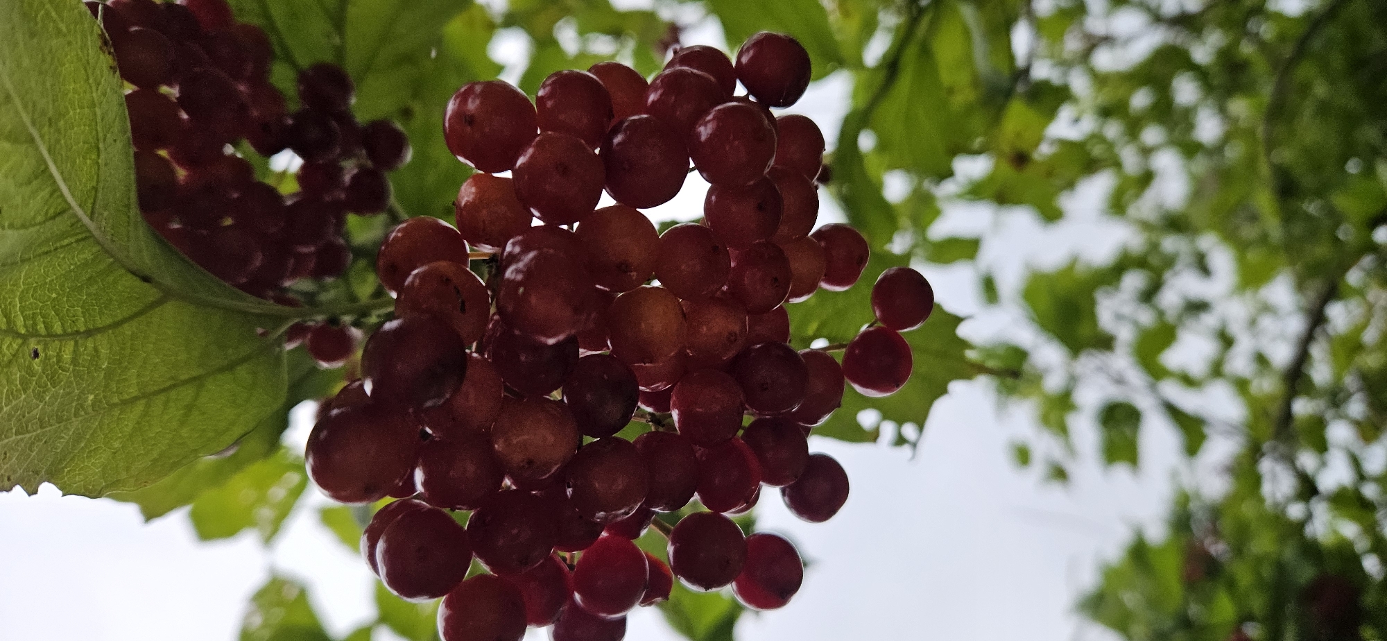 A close-up, vertical shot shows a cluster of red berries hanging from a branch, possibly on a tree in an outdoor setting. The berries are small and round, with some appearing lighter and more translucent than others, suggesting ripeness or varying light exposure. They are clustered together, with some individual berries detached and scattered below. Green leaves, some with torn edges, frame the berries from above and to the sides, indicating a natural, potentially wild, growth environment. The background is a muted sky with some blurry green foliage, suggesting a cloudy or overcast day. There is no indication of human presence or activity in the image. The scene appears to be located in an area with vegetation, possibly a park or natural reserve, within or near Мазалаўскі сельскі Савет, Belarus, given the context provided.