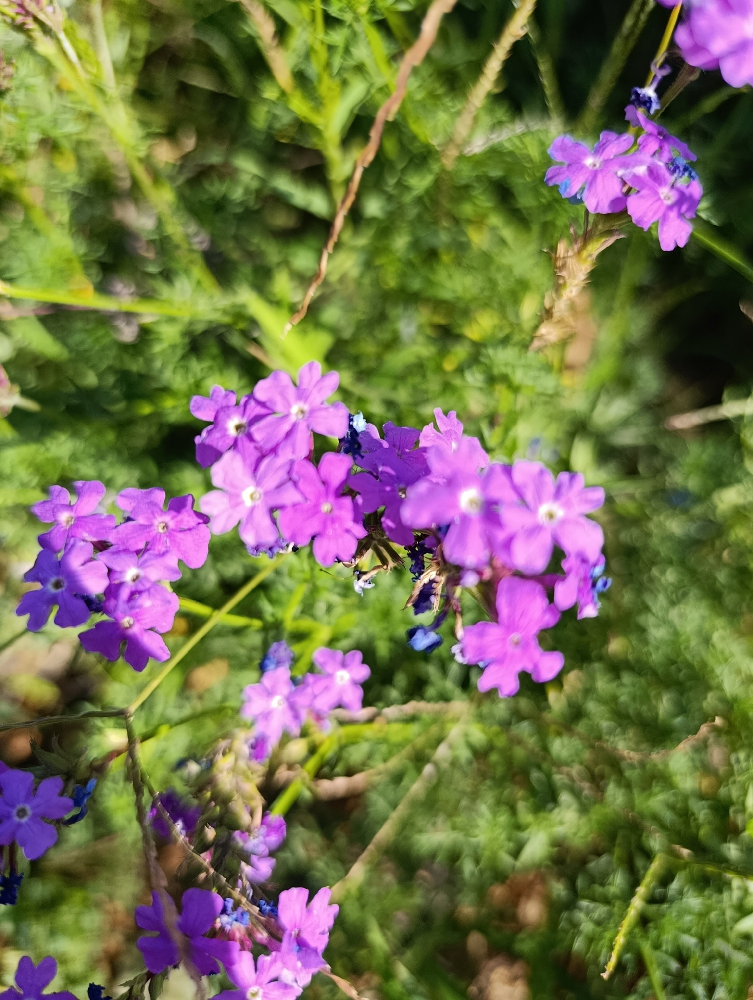 A close-up, slightly out-of-focus shot captures a cluster of small, vibrant purple flowers with five delicate petals each, interspersed with darker blue blossoms. The flowers are arranged on thin, brown stems, with blurred green foliage forming the background. The lighting suggests a bright, sunny day. The image is of flowers in an outdoor setting, likely a garden or park. There is no discernible city, landmarks, or any indication of Cherkasy, Ukraine. No people, actions, or interactions are visible. The scene is entirely natural.