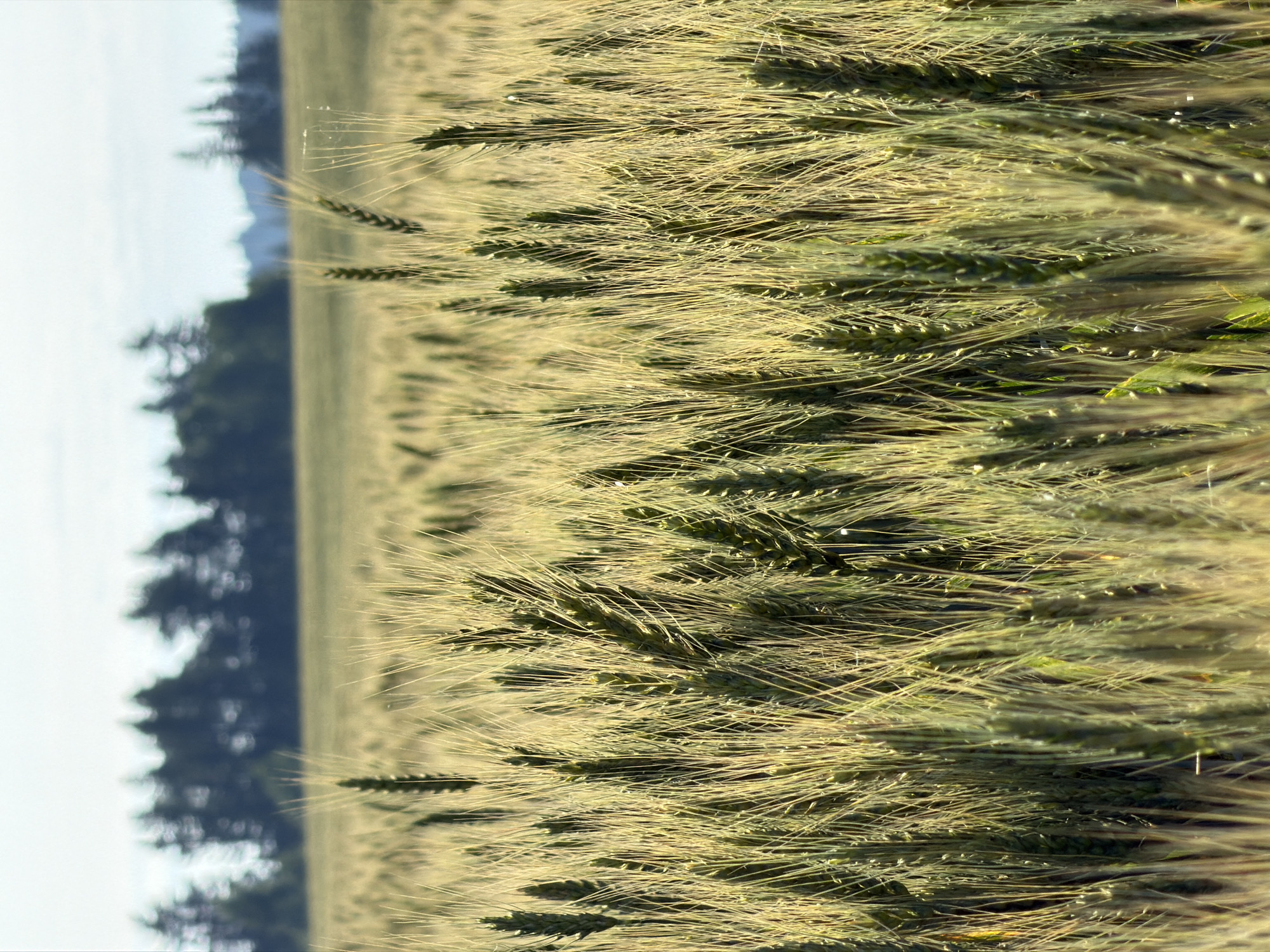 A close-up, eye-level view of a wheat field shows the heads of the wheat plants in sharp focus in the foreground. The wheat stalks are green and gold, with long, thin stalks extending upward. In the background, the wheat field continues, fading into a blur of green and gold. Beyond the field, a line of dark green trees stands against a pale blue sky. The scene is serene and natural, conveying a sense of peace and tranquility. The location is identified as Podshivalovo, Russia.