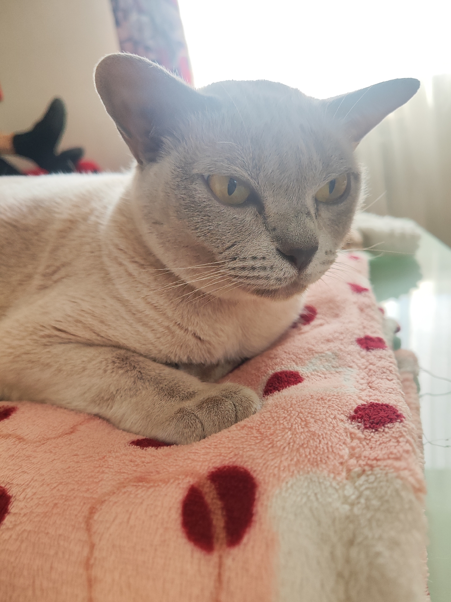 A light-colored cat with yellow eyes is lying on a pink blanket with red polka dots. The cat is facing to the right and appears to be looking at something off-camera. The background is blurred but appears to be an indoor setting with sunlight streaming in from a window. There is a hint of a person in the background wearing dark socks. The scene is set in Gvardeysk, Russia.