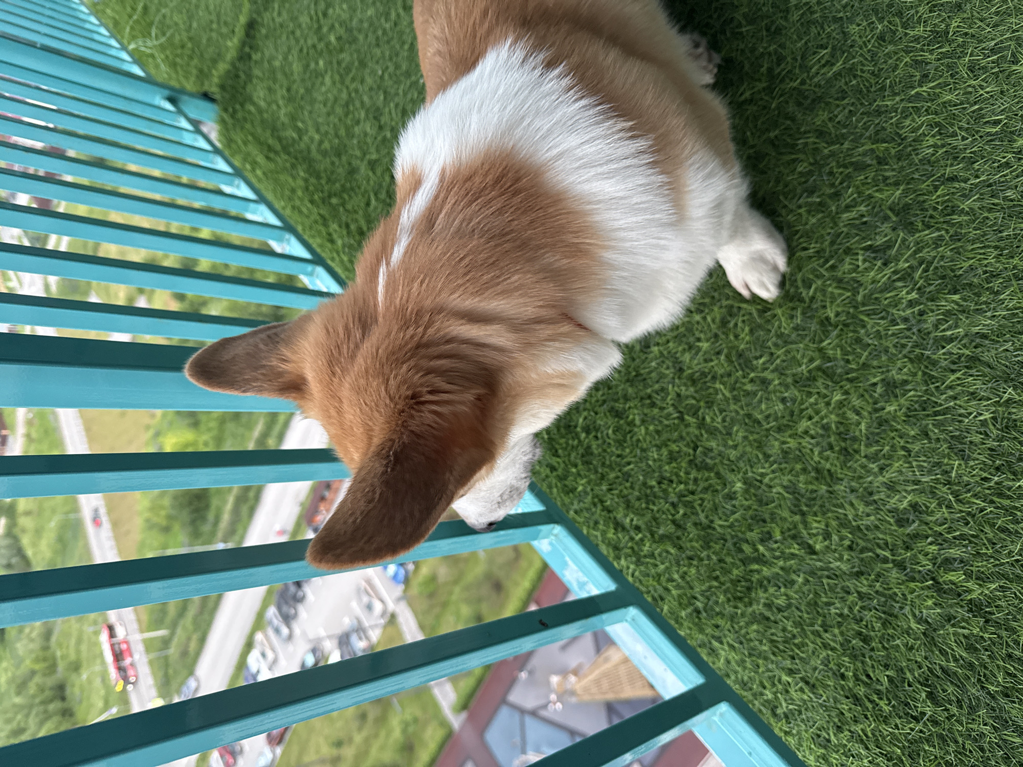 An adult Corgi dog with tan and white fur stands on artificial grass, looking over a turquoise railing. Beyond the railing, a street scene unfolds with cars and a red bus. Buildings and trees are visible in the background. The image appears to be taken on a balcony in a city. The provided context suggests this location is Perm, Russia.
