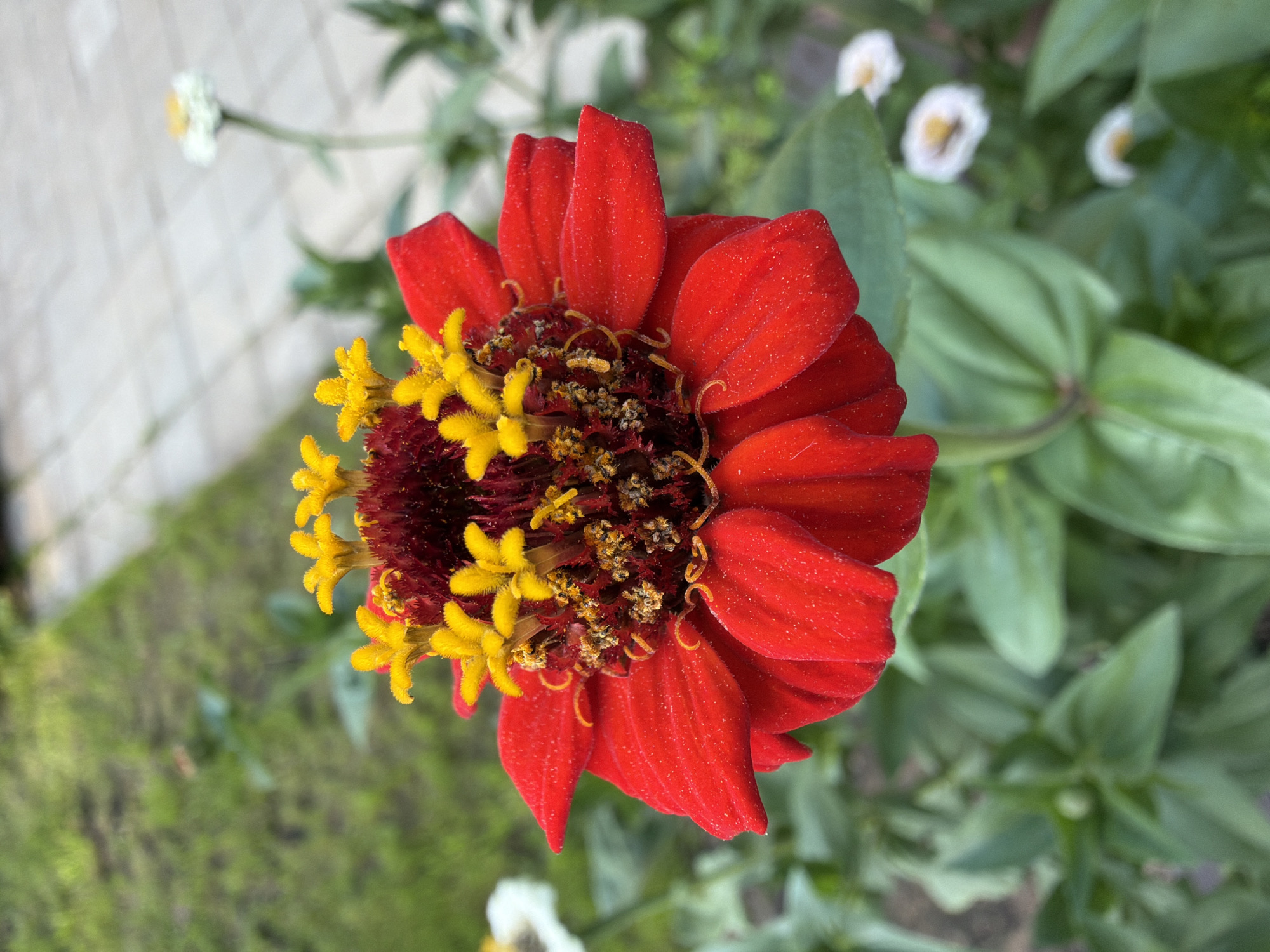 A close-up, high-angle, eye-level shot shows a vibrant red zinnia flower in the foreground, its petals unfurling outwards. The center of the flower is a deep crimson, adorned with numerous small, bright yellow florets that stand tall and delicate. The stamens are a rich brown and sprinkled with yellow pollen. The flower is positioned slightly to the left of the frame's center. In the background, out of focus, are lush green leaves and stems belonging to other plants. To the far right, a few small, white flowers with yellow centers are visible. The ground behind the plants appears to be a paved pathway with light-colored square tiles, bordered by a patch of green grass. This scene is likely located in a garden or park in Sukhaya, Russia.