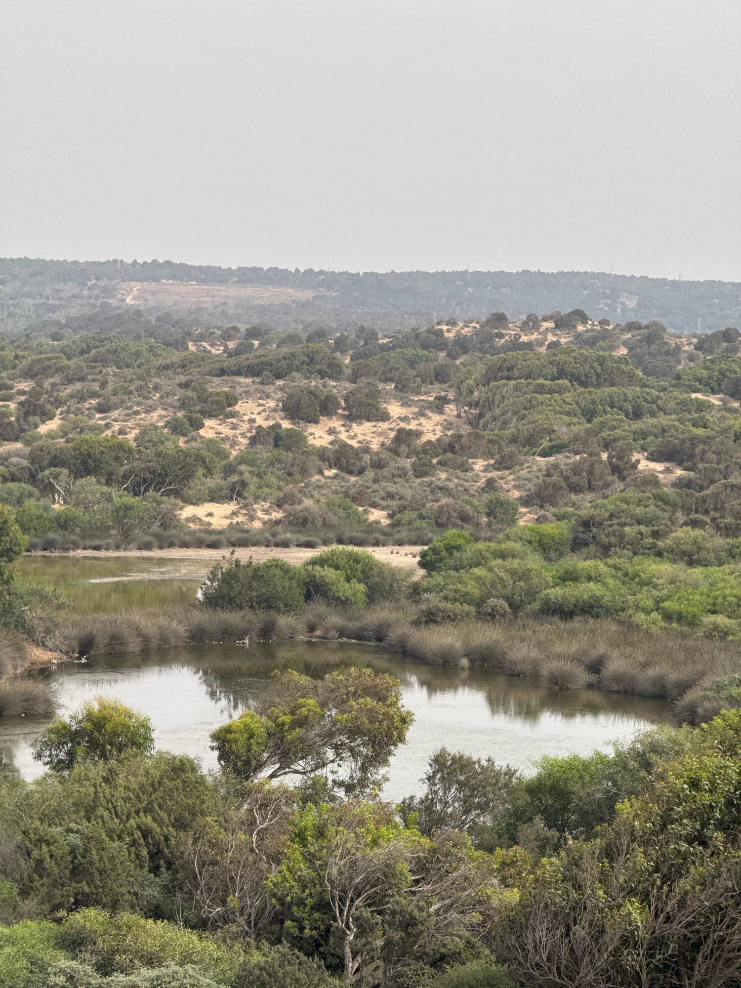 This is an aerial, full-frame, vertical, eye-level, wide shot of a natural landscape. The scene features a body of water, likely a pond or small lake, surrounded by dense vegetation. The water is a muted green, reflecting the overcast sky. Tall, dry grasses and reeds line the edges of the water, interspersed with leafy green bushes and trees. Further back, the landscape rises into undulating hills covered in scrub and low-lying trees, with sandy patches visible. The sky is a uniform, hazy gray, suggesting either a cloudy day or light fog, which softens the distant horizon. The vegetation is predominantly green and brown, with varied textures and densities. The overall impression is one of a wild, untamed natural environment. The scene does not contain any people, animals, or man-made structures, thus it's impossible to determine a specific location within Essaouira, Morocco.