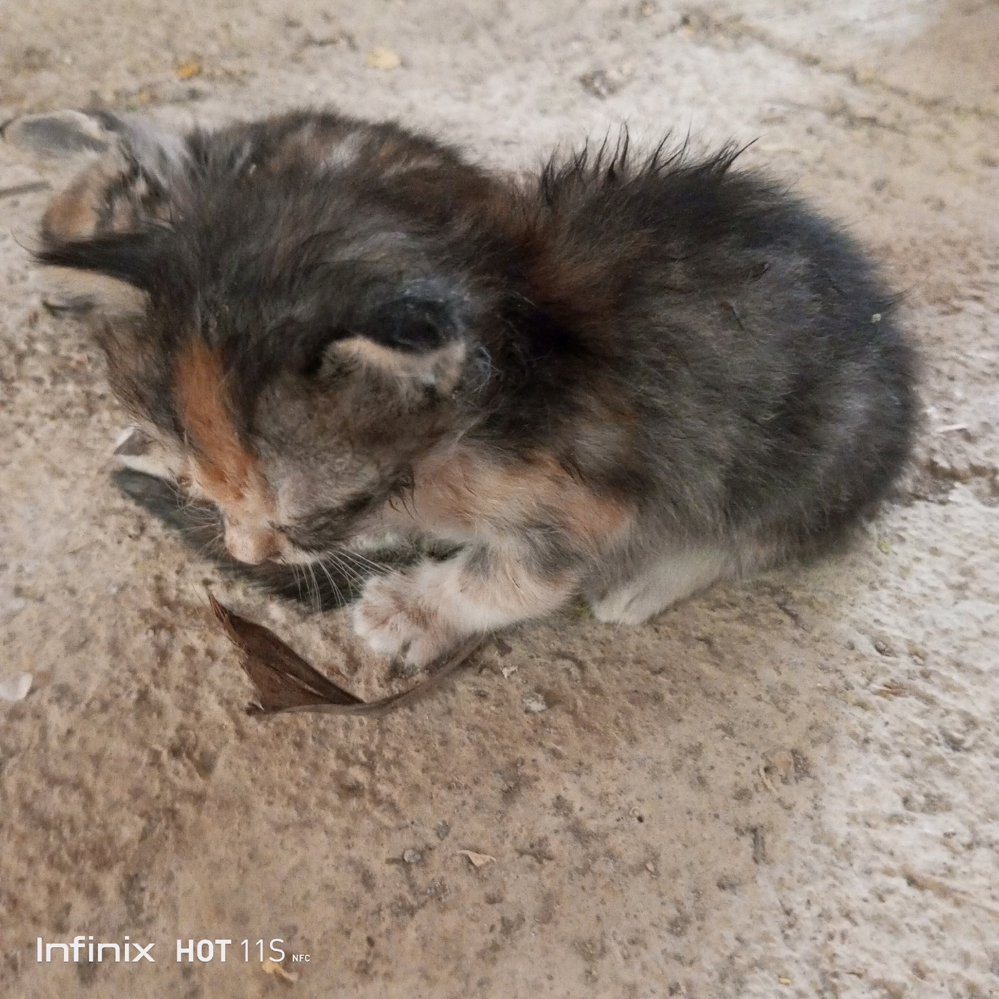 In the city of Sukaslamet, Indonesia, a calico kitten is lying on a sandy, concrete surface. The kitten, which appears to be young, has patches of black, brown, and orange fur. Its eyes are closed, and its head is lowered, resting on its paws. A dry, brown leaf lies on the ground near the kitten's head. The background consists of the same textured, sandy concrete, with small pebbles and debris scattered across it. The image has a timestamp at the bottom left corner that reads "Infinix HOT 11S NFC".