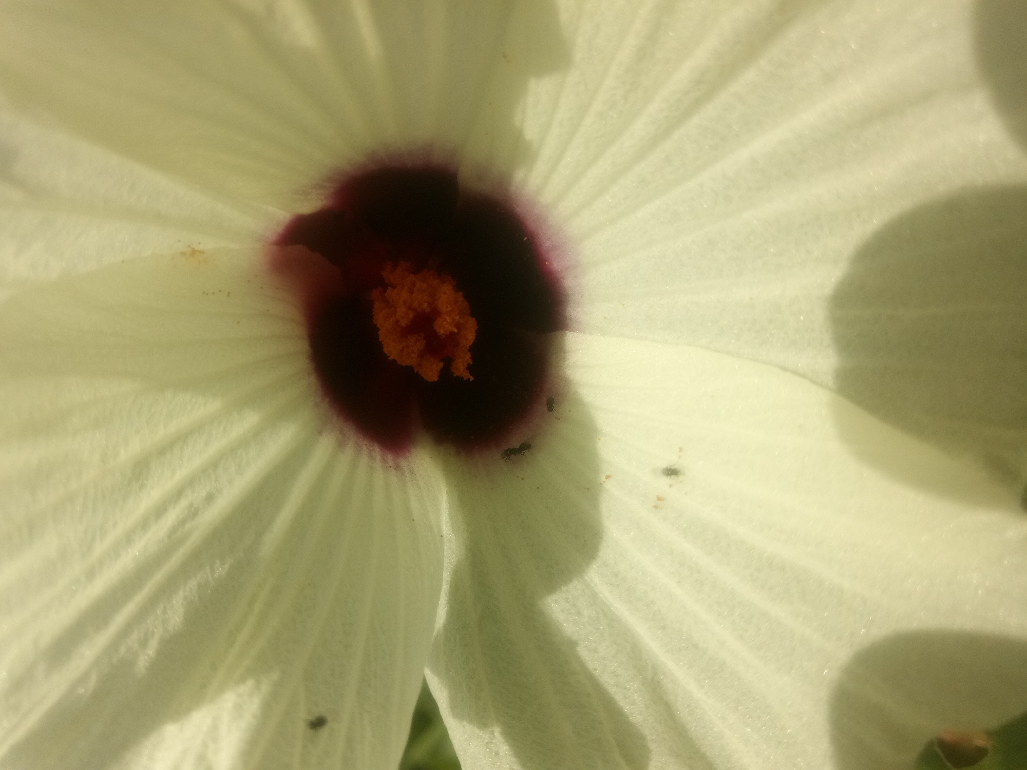 A close-up, overhead shot shows the center of a white hibiscus flower with a dark purple center and bright orange stamen. Three small, dark ants are visible on the petals, one near the center, and two further out. The petals have a ribbed texture and are illuminated by sunlight, creating shadows. The image is taken in an outdoor environment, likely a garden in Unknown, Unknown.