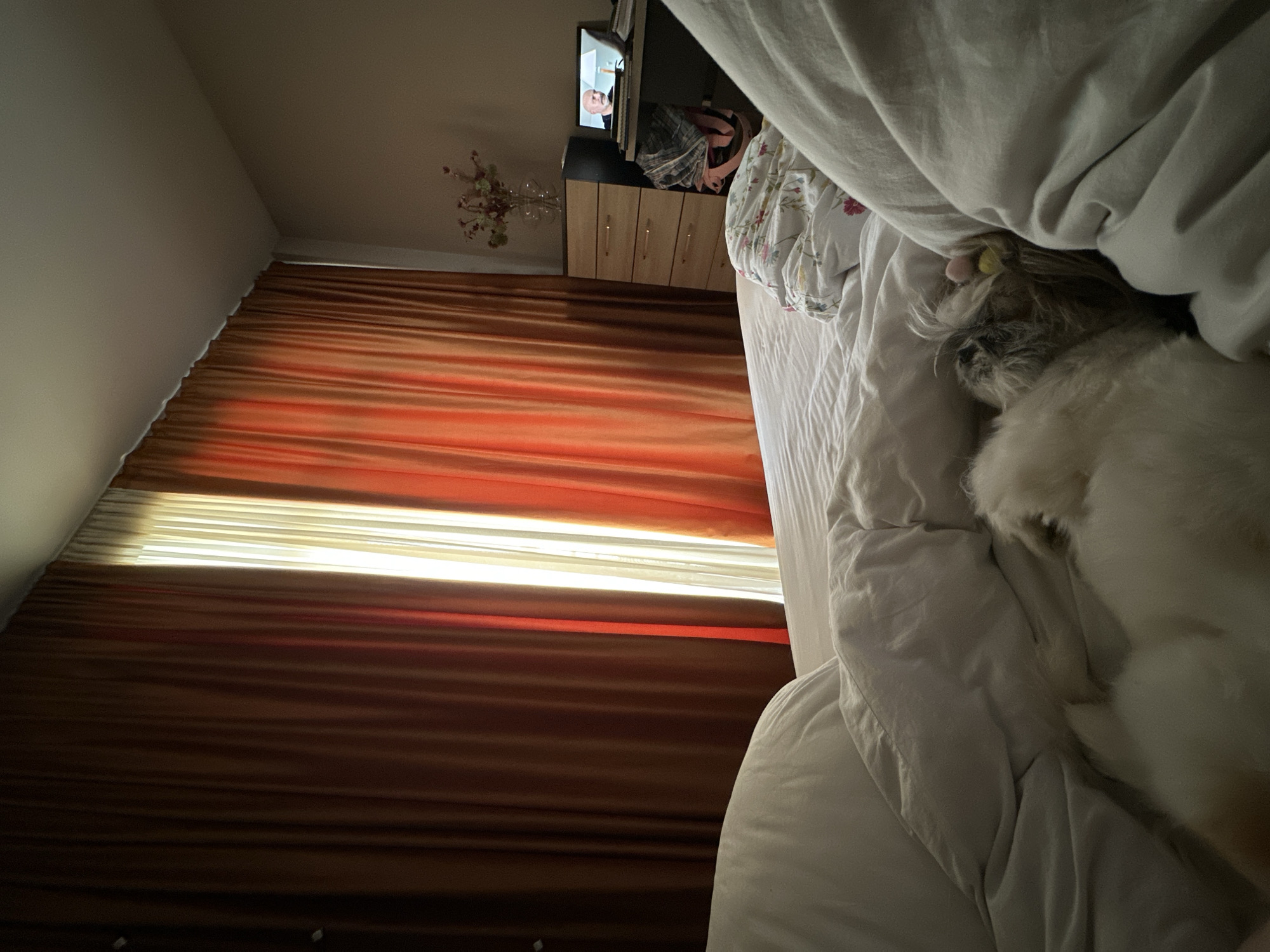 A high-angle interior shot shows a bedroom in Tbilisi, Georgia. A sleeping dog is partially visible under white bedding in the lower right. A brown and orange curtain spans the length of the image on the left. In the background, a wooden dresser supports a television with a face visible on the screen. A vase of flowers sits atop the dresser.