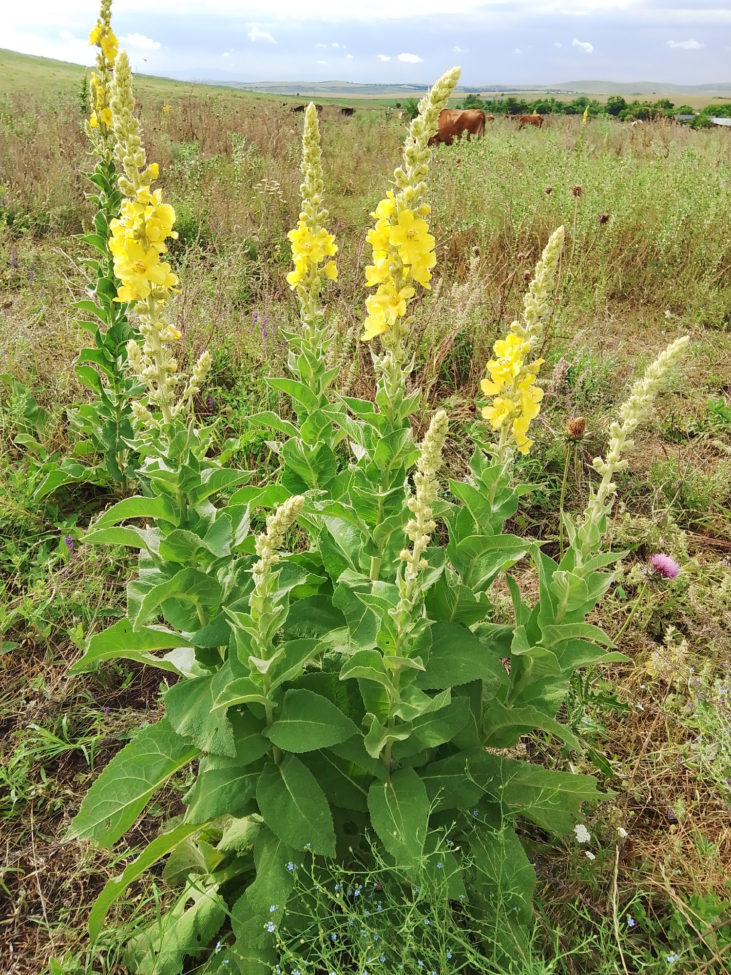 In a field outside Krasnostepnovskoye, Russia, a cluster of tall, green plants with bright yellow flowers stands prominently in the foreground. These plants have large, fuzzy leaves and bloom in elongated spikes. Behind them, the landscape opens up to a rolling hill covered in dry grasses and scattered vegetation. In the middle ground, several brown cows graze peacefully. The sky above is a mix of blue with scattered white clouds. The overall scene depicts a natural, rural environment.