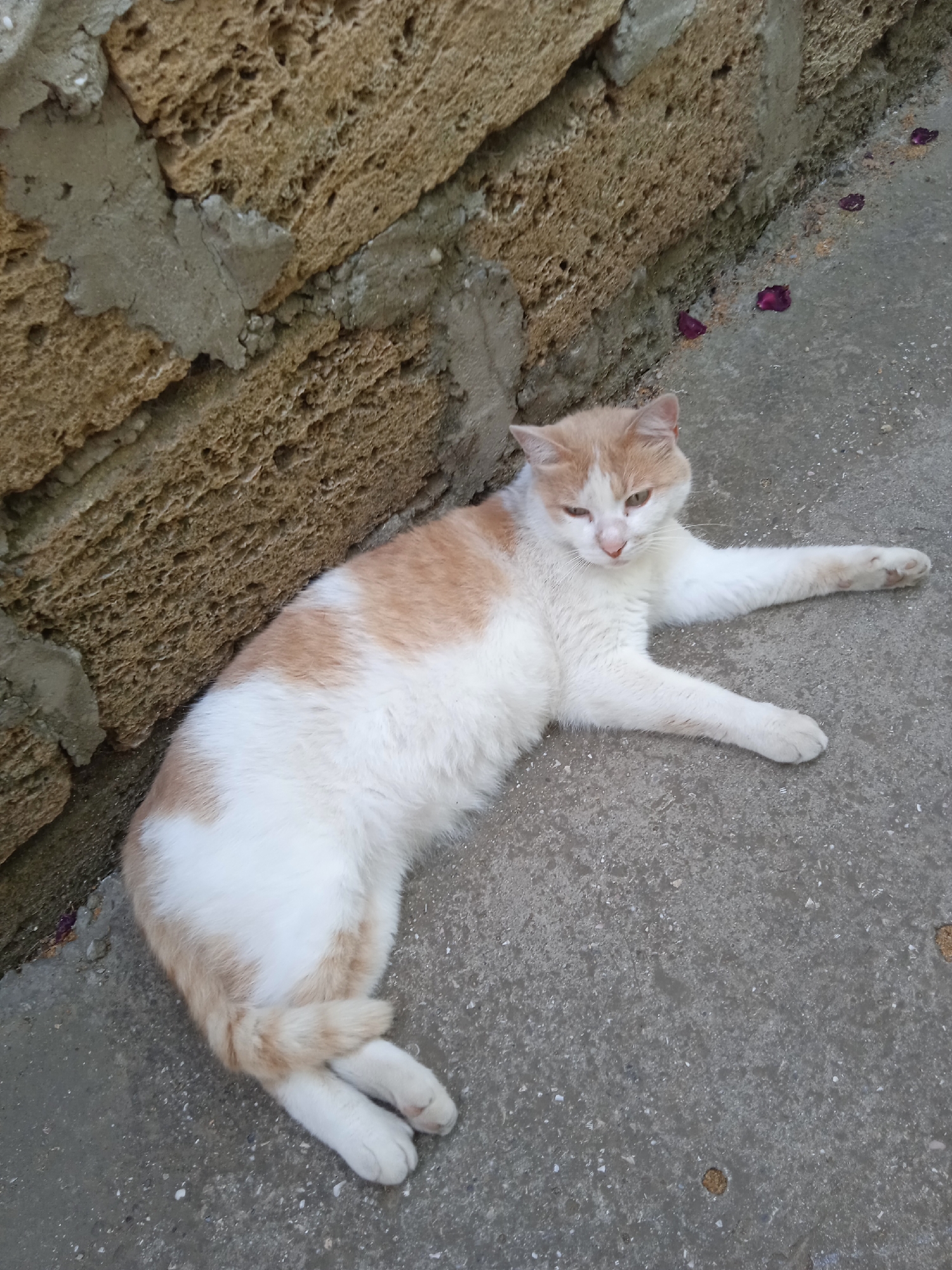 A ginger and white cat is resting on a concrete surface next to a textured, tan-colored wall. The cat is lying on its side with its front legs extended. Its eyes are partially closed, giving it a relaxed or sleepy appearance. The wall appears to be made of porous, light brown blocks. The concrete ground is speckled with small white and dark particles. Several dark pink, fallen flower petals are scattered on the ground near the wall. The lighting suggests it might be daytime. The scene is outdoors, possibly in a courtyard or alleyway.