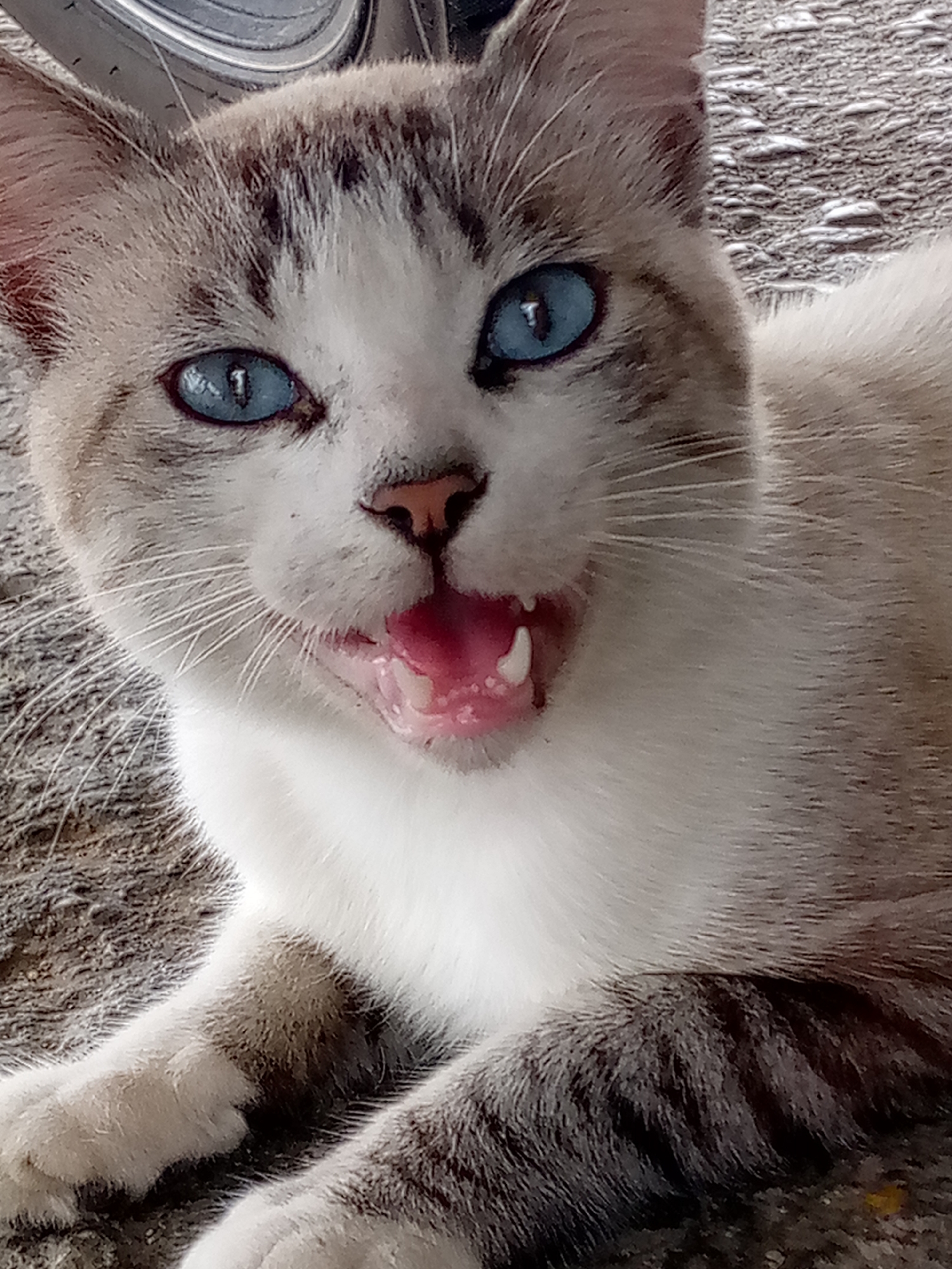 A close-up, head-on shot captures a domestic cat with striking blue eyes lying down. The cat's mouth is open, revealing its pink tongue and teeth. Its fur is a mix of white and light brown tabby markings. The background appears to be a textured, grey surface, possibly a sidewalk or pavement. The cat is positioned in what is described as the city of Las Guevaras, Venezuela, lying on a textured ground surface, possibly outdoors.