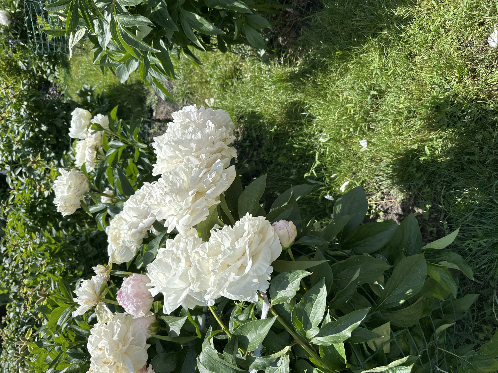 In a garden setting, likely in Oryol, Russia, a cluster of white peonies blooms vibrantly, their lush petals catching the sunlight. The flowers are in various stages of opening, with some fully unfurled and others still in bud. Deep green foliage surrounds the blossoms, some leaves casting shadows on the vibrant green grass that carpets the ground. The scene suggests a warm, sunny day, ideal for a garden in bloom.
