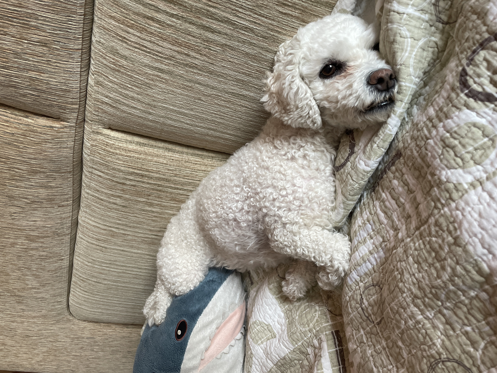 A small, white dog with curly fur is lying on a beige couch. The dog is positioned near a folded quilt with a geometric pattern and a blue plush toy shaped like a shark. The scene appears to be indoors. There is no indication of this photo being in Yekaterinburg, Russia.