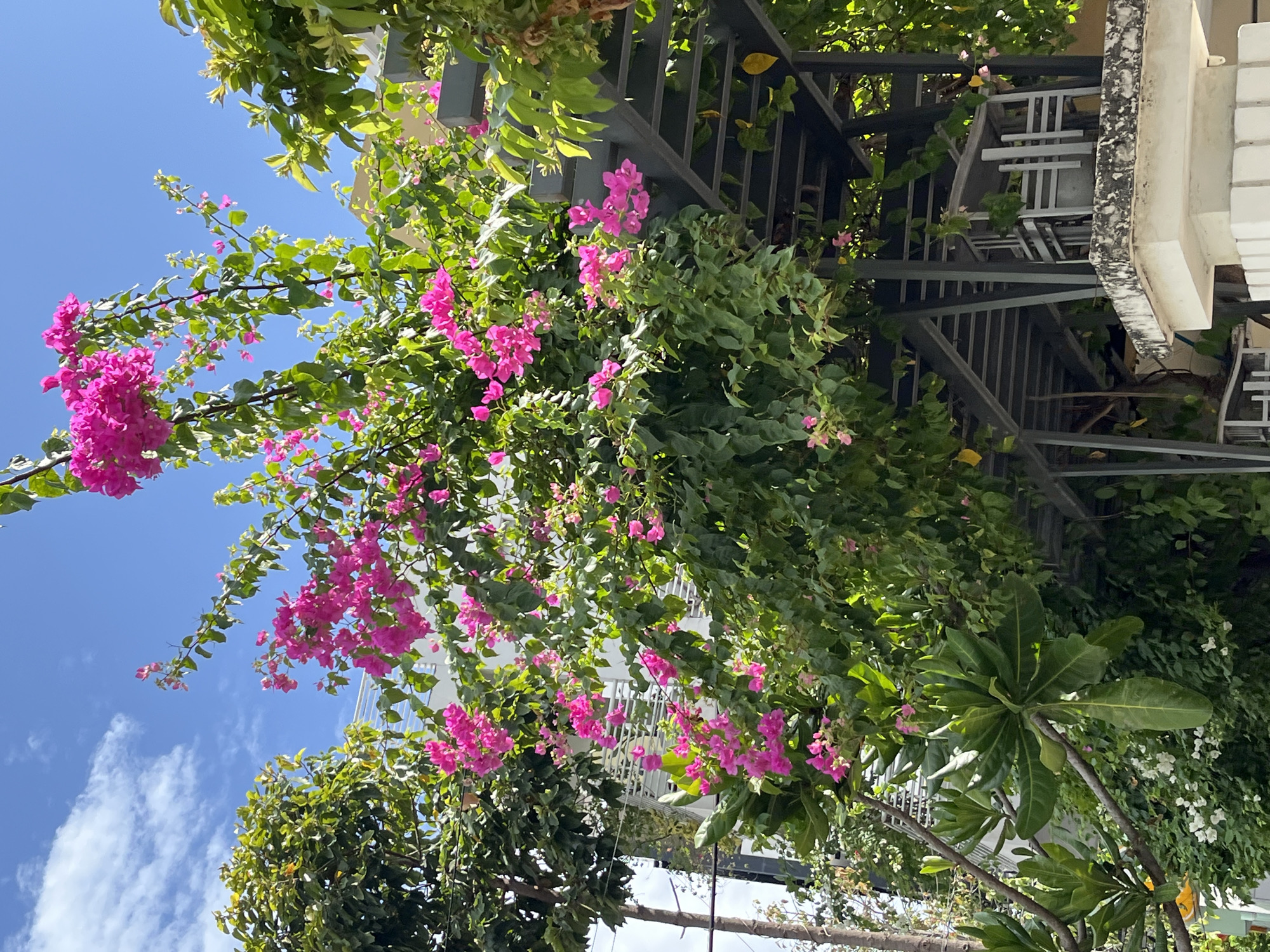 A bright, sunny day in Nha Trang, Vietnam, is depicted in this image. A vibrant pink bougainvillea plant cascades over a modern, open-air structure with a metal frame and a grey roof. The structure appears to be part of a building, possibly a balcony or a shaded seating area, as indicated by the presence of light-colored chairs visible underneath. The bougainvillea's lush green leaves and bright pink flowers are the dominant elements in the foreground. In the background, a white building with horizontal window bars can be seen peeking through the foliage. The sky above is a clear blue with a few scattered white clouds, suggesting pleasant weather. The image captures a moment of natural beauty against an urban backdrop.