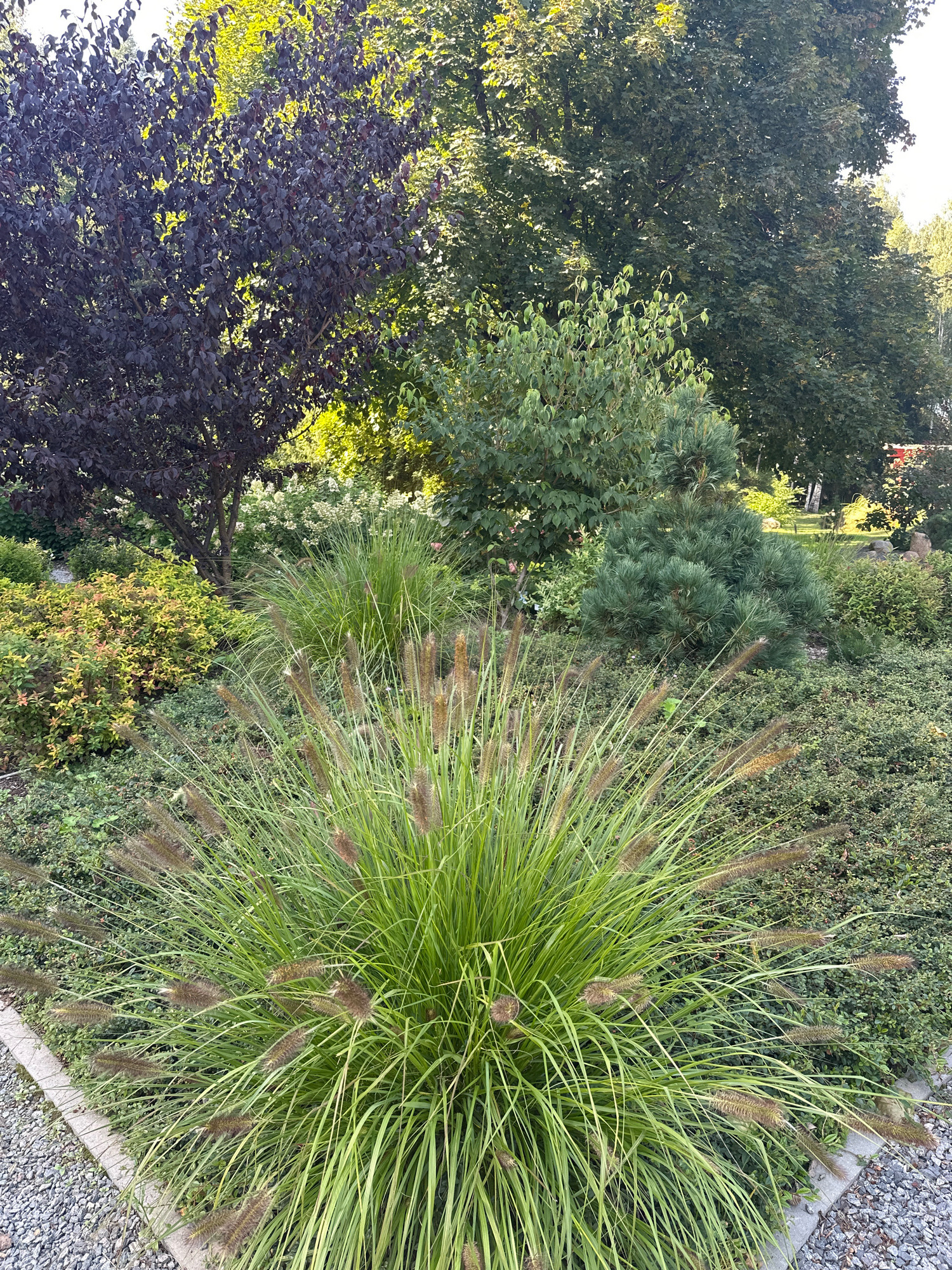 The image depicts a lush garden landscape bathed in sunlight. In the foreground, a large ornamental grass plant with feathery, brown seed heads dominates the view, its blades arching outwards. Behind it, a variety of shrubs and smaller trees create a layered effect of green and reddish-purple foliage. A dark purple-leafed tree stands to the left, while various shades of green are present in the background, including a small evergreen tree. The ground is covered with low-lying green groundcover and bordered by gravel and a concrete edge. The scene suggests a well-maintained park or garden area within the city of Minsk, Belarus. No people are visible.