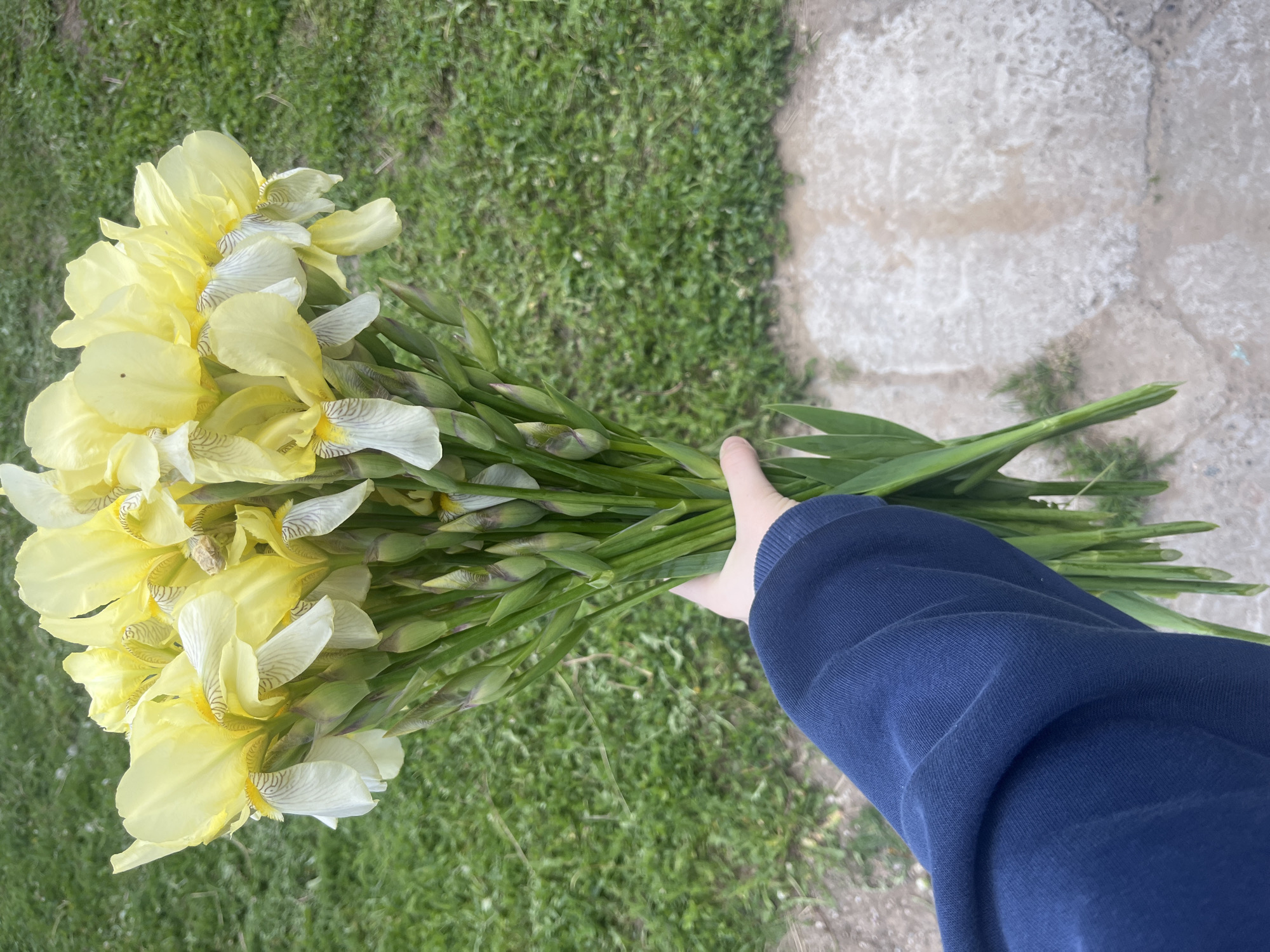 An overhead shot depicts a person's hand holding a voluminous bouquet of irises outdoors in Новая Тура, Russia. The arm, wearing a dark blue long-sleeved garment, extends from the right side of the frame, grasping the long green stems of the flowers. The bouquet, filling the left and central parts of the image, consists predominantly of yellow irises. Many of these irises also feature white lower petals with delicate, striped greyish-brown markings near their centers. Numerous unopened iris buds are visible alongside the blooming flowers, suggesting the freshness of the arrangement. The background is split between a section of green grass on the left and a lighter-toned concrete or paved area on the right. The scene is illuminated by daylight, likely under an overcast sky, as there are no distinct shadows. No discernible text is present in the image.