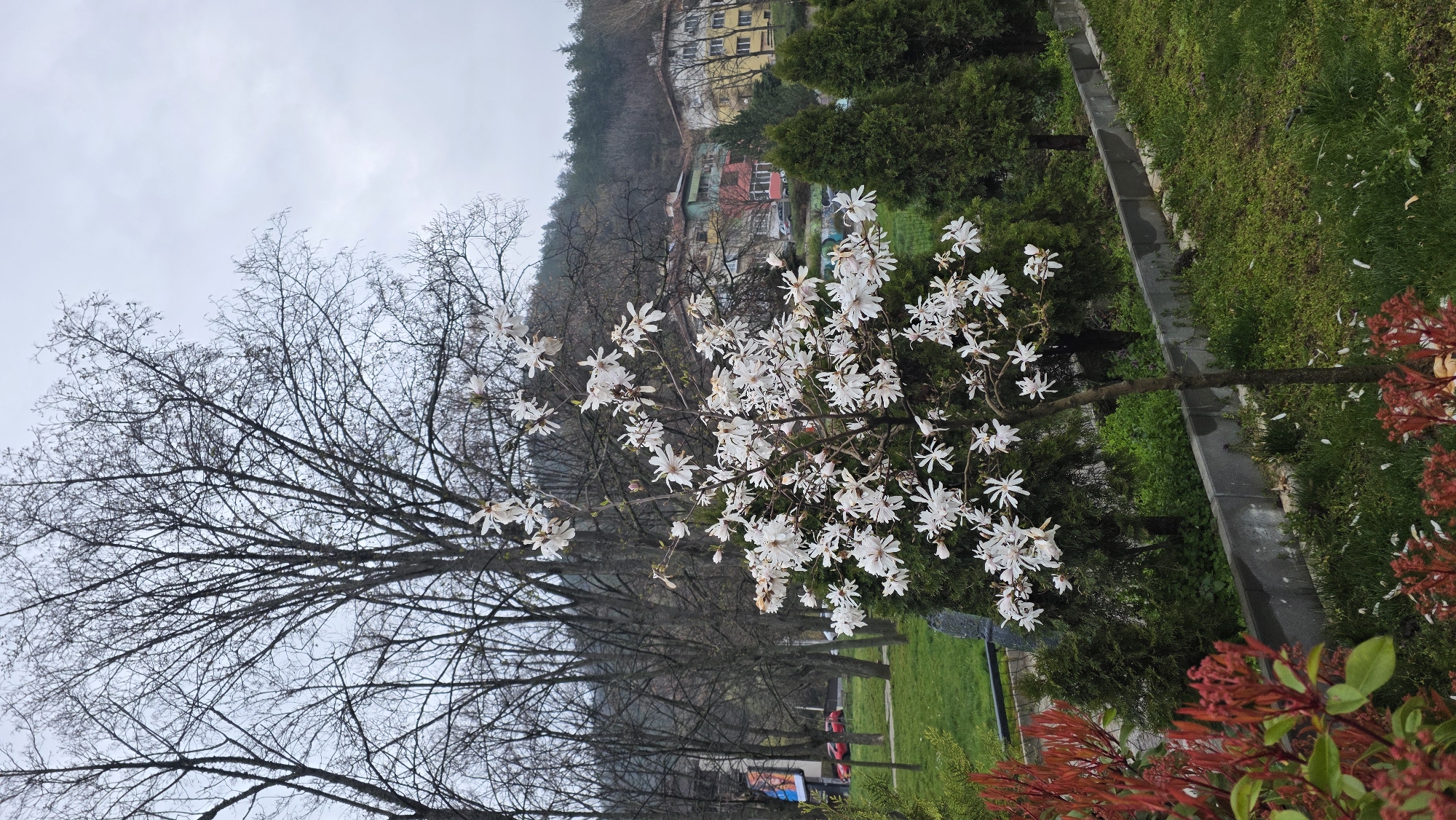 The image captures a scene of a park in Blagoevgrad, Bulgaria, on an overcast day. A prominent tree with bare branches occupies the left side of the frame, contrasting with a smaller tree covered in white, star-shaped flowers. Behind these trees, a grassy area is visible, bordered by a concrete path and green shrubbery. In the background, buildings are nestled on a hillside, adding depth to the landscape. The environment appears calm and still, with no people visible in the shot. Fallen white petals are scattered on the grass near the flowering tree.
